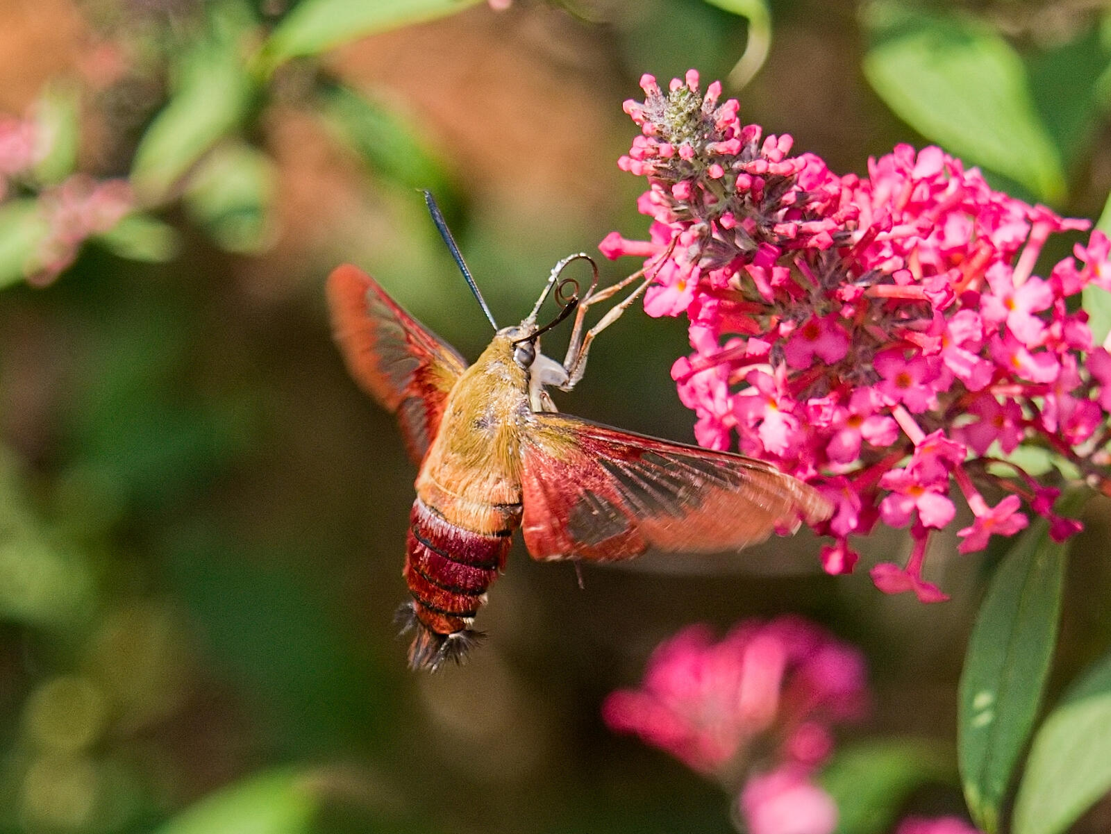 Click image for larger version

Name:	P7273846_filtered.jpg
Views:	46
Size:	310.0 KB
ID:	985844