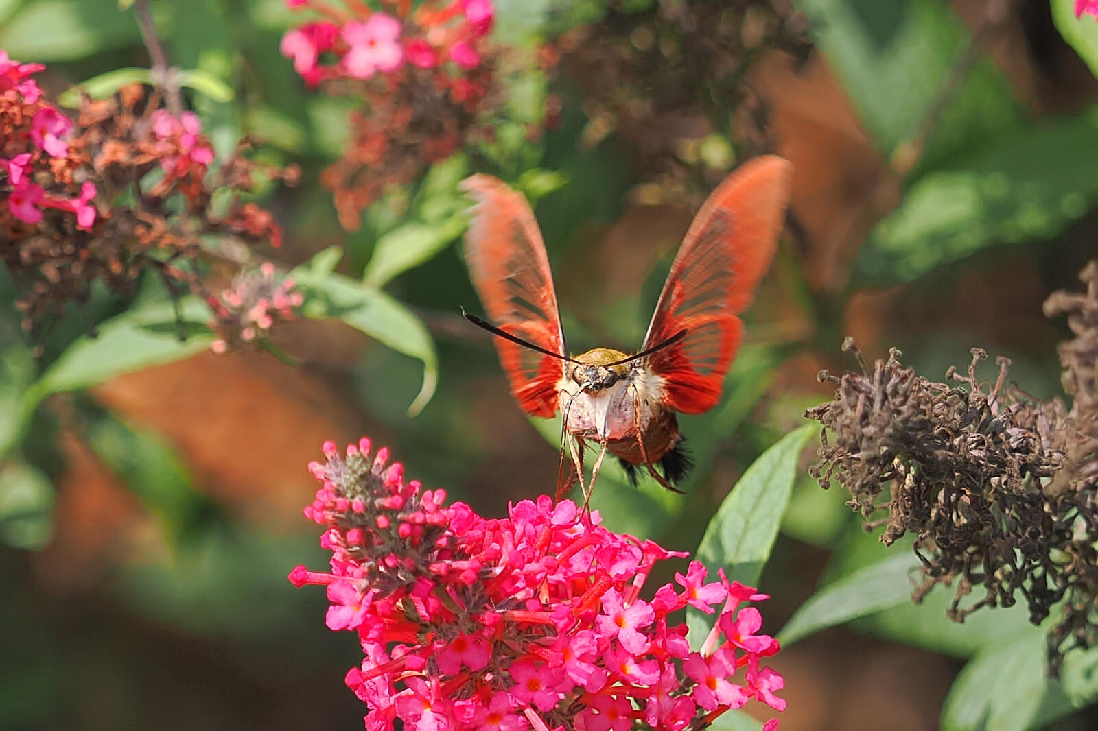 Click image for larger version

Name:	P7273904_filtered.jpg
Views:	46
Size:	268.6 KB
ID:	985845