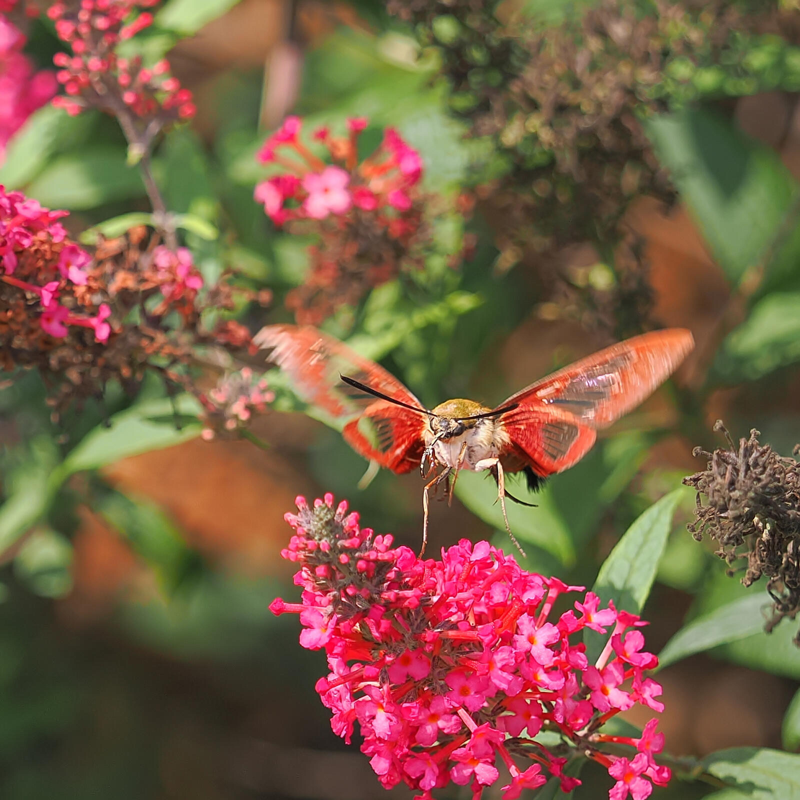 Click image for larger version

Name:	P7273905_filtered.jpg
Views:	47
Size:	341.1 KB
ID:	985846