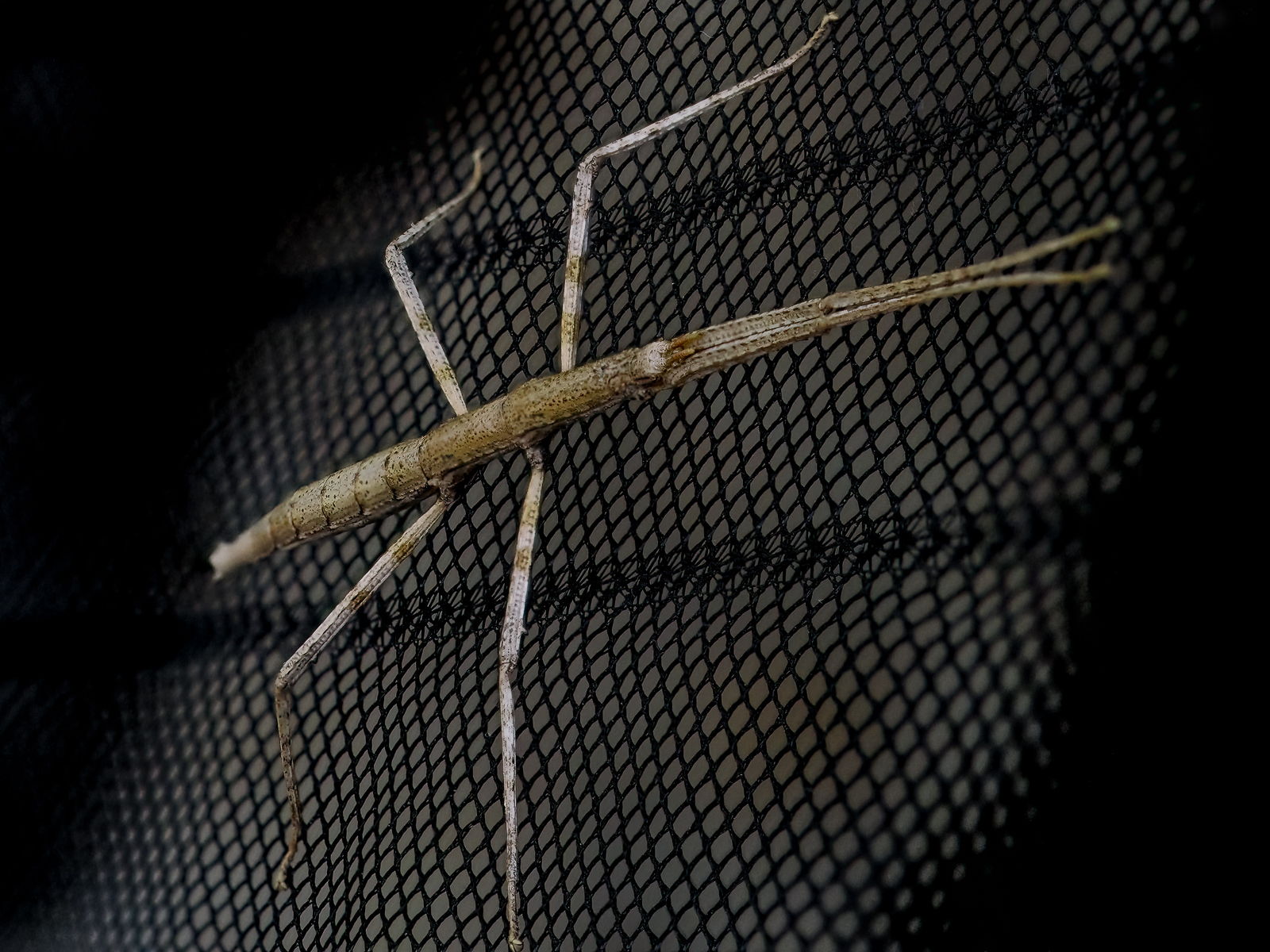 Click image for larger version

Name:	P8010058-Edit-Edit.jpg
Views:	74
Size:	903.8 KB
ID:	986389