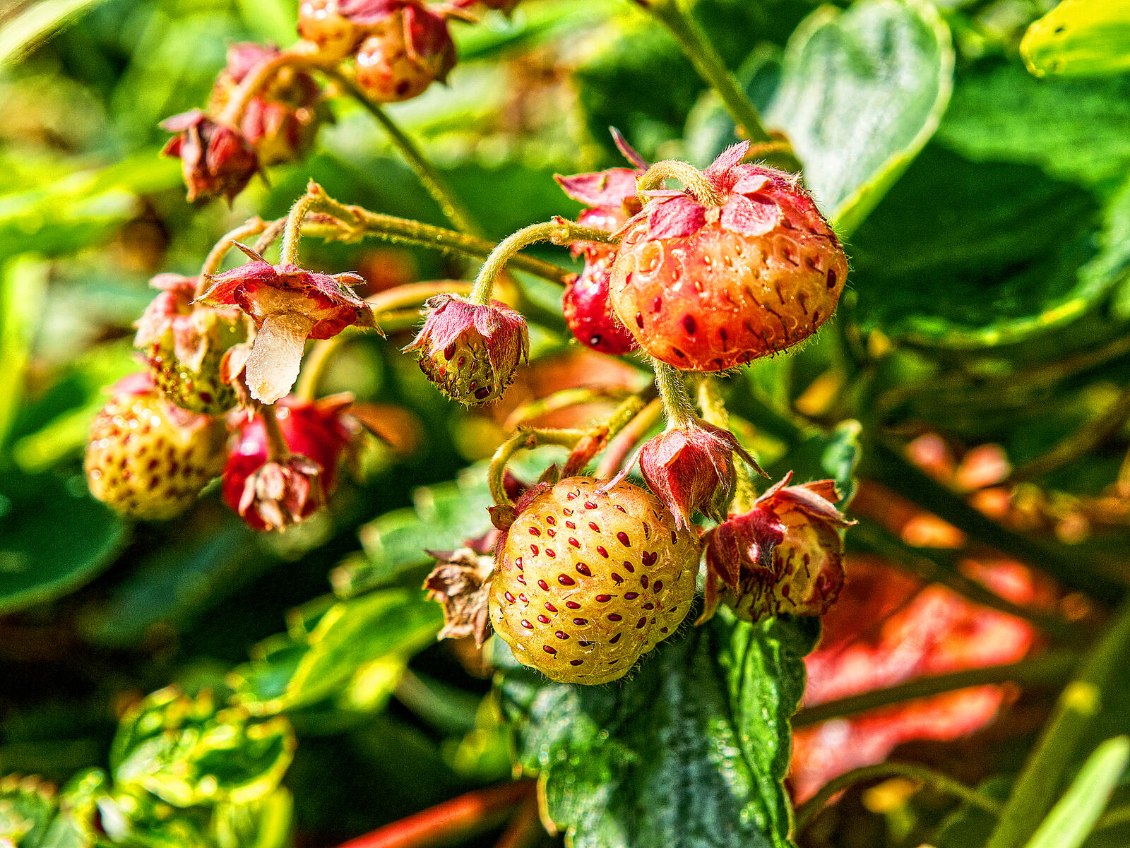 Click image for larger version

Name:	Part ripe strawberries HHHR low res low comp tone map small.jpg
Views:	235
Size:	499.9 KB
ID:	987078