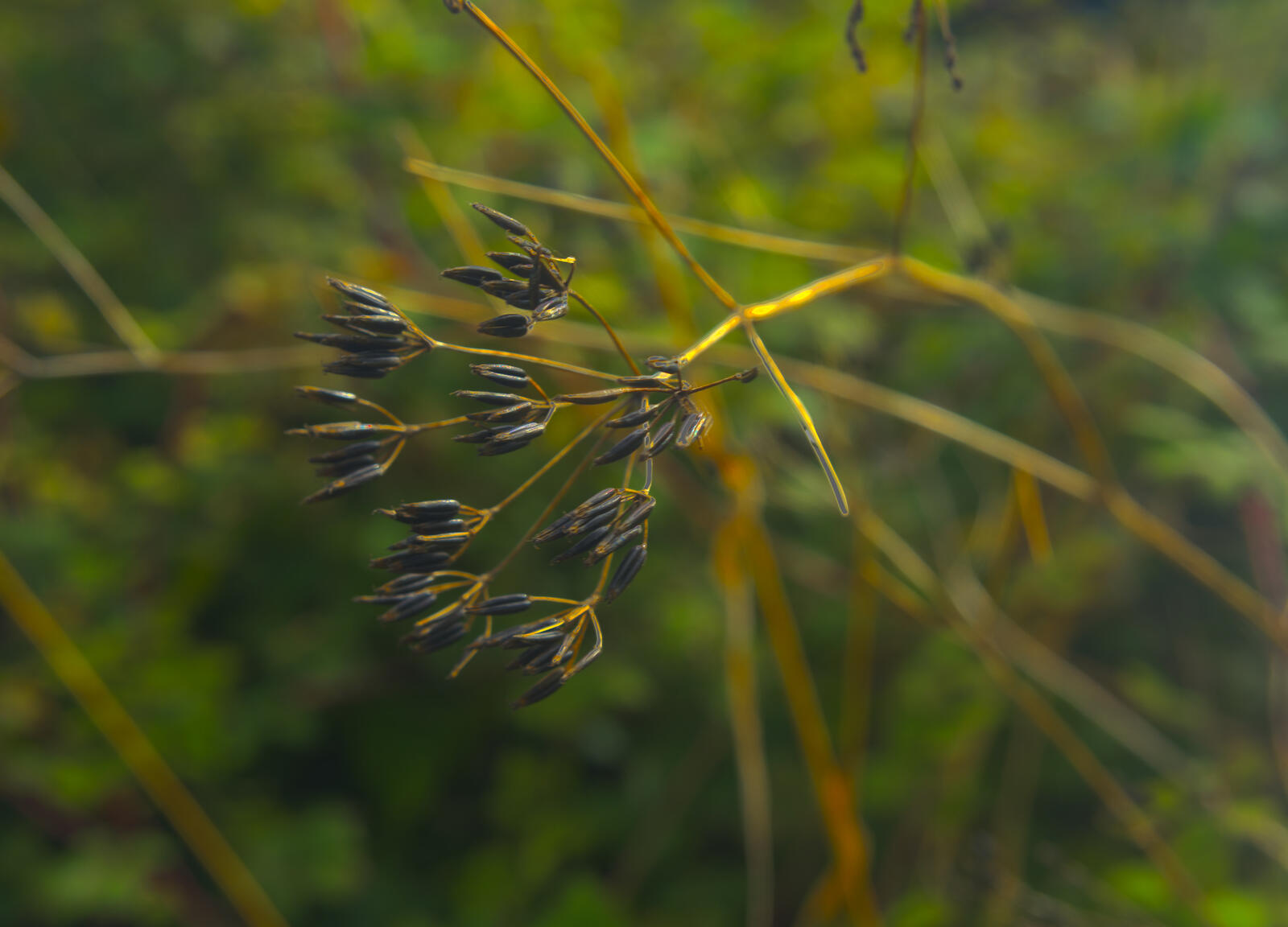 Click image for larger version

Name:	Dried seed head small.jpg
Views:	39
Size:	133.0 KB
ID:	987774