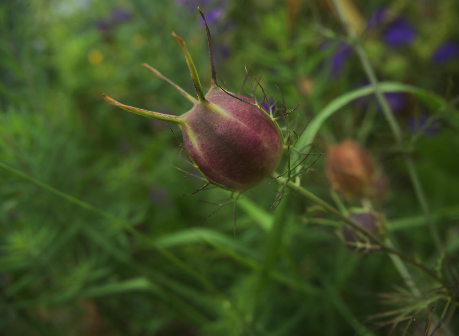 Click image for larger version

Name:	Possibly Campanula head.jpg
Views:	42
Size:	110.9 KB
ID:	987775
