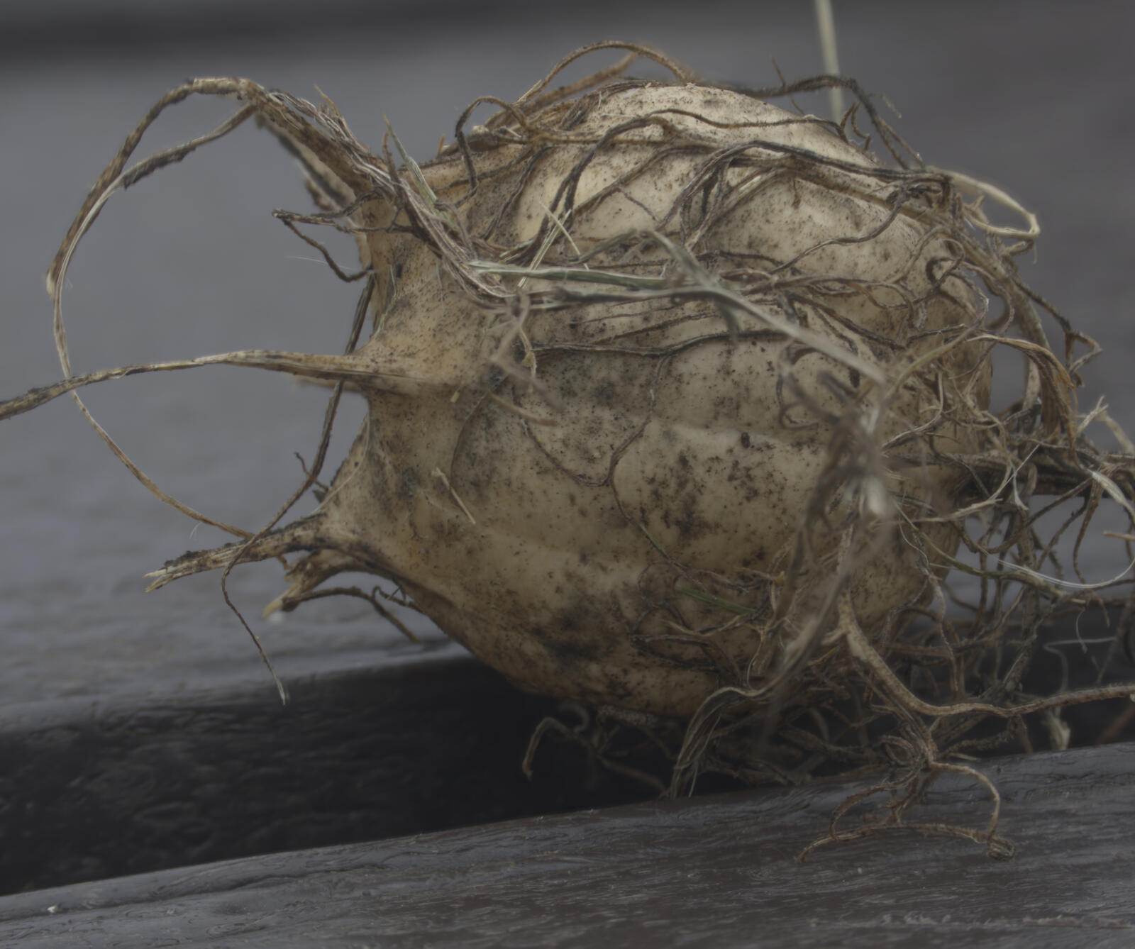 Click image for larger version

Name:	Dried Campanula head maybe focus merged HDR.jpg
Views:	40
Size:	186.8 KB
ID:	987776