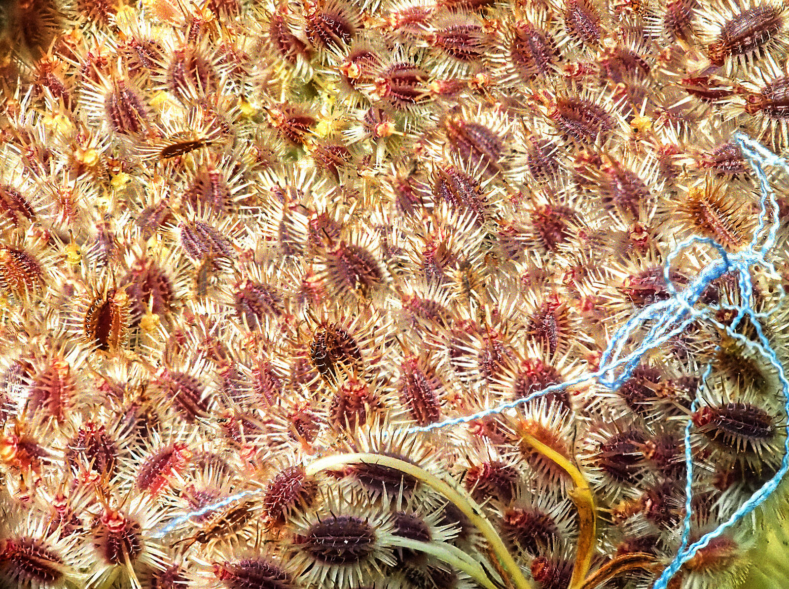 Click image for larger version

Name:	Downhorne Park. St Anne's lace head.jpg
Views:	81
Size:	908.4 KB
ID:	988518