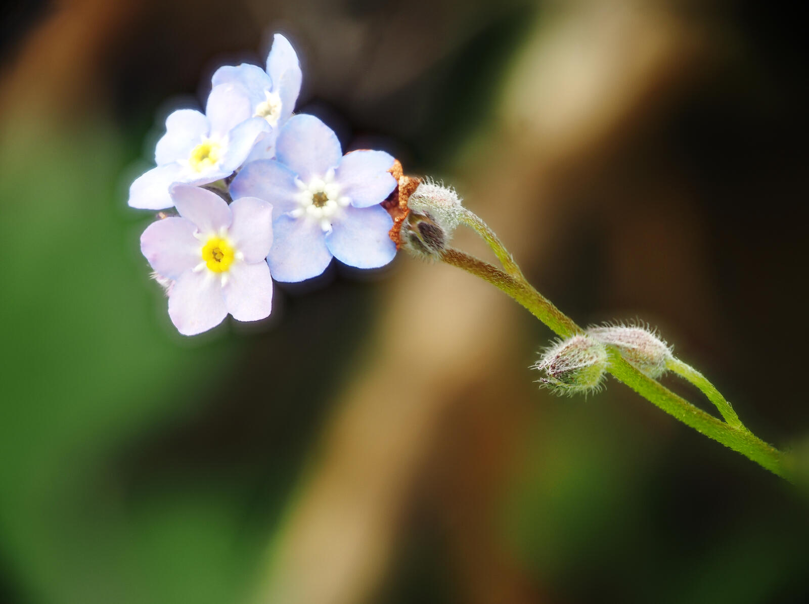 Click image for larger version

Name:	Downhorne Park. Forget me not. small.jpg
Views:	227
Size:	108.1 KB
ID:	988625