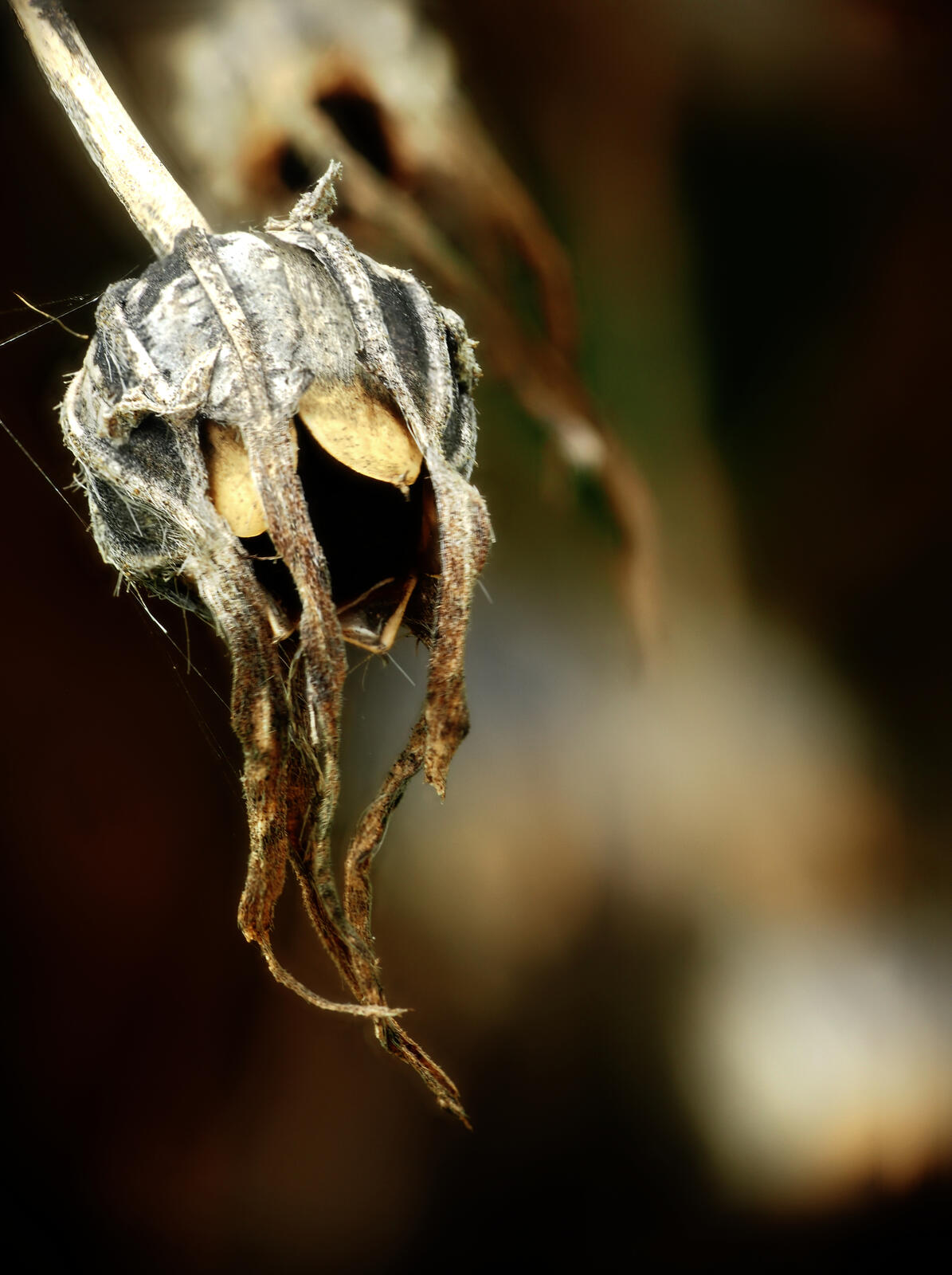 Click image for larger version

Name:	Downhorne Park. Seed head 3 small.jpg
Views:	57
Size:	162.0 KB
ID:	988626