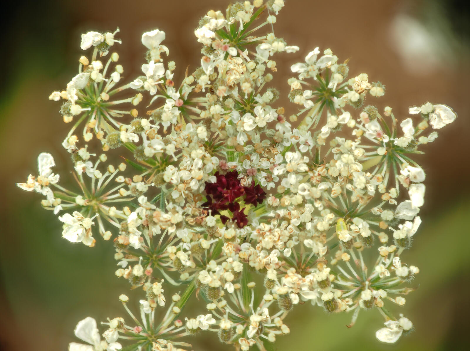 Click image for larger version

Name:	Downhorne Park. Flower head 1 small.jpg
Views:	51
Size:	285.7 KB
ID:	988627
