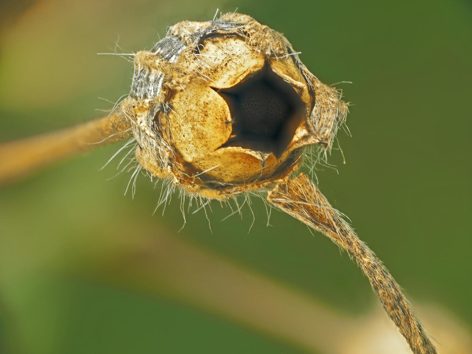Click image for larger version

Name:	Downhorne Park. Seed head 2 small.jpg
Views:	51
Size:	190.9 KB
ID:	988628