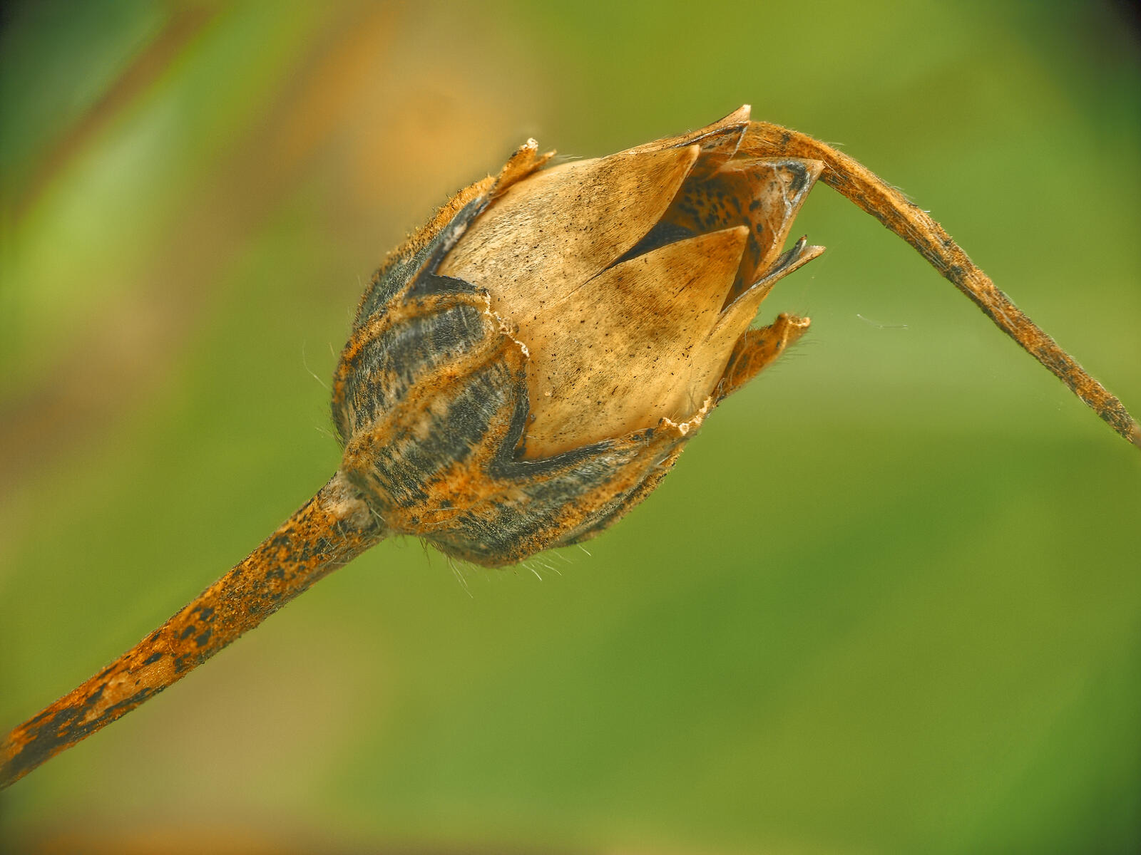 Click image for larger version

Name:	Downhorne Park. Seed head 1.jpg
Views:	48
Size:	181.7 KB
ID:	988629