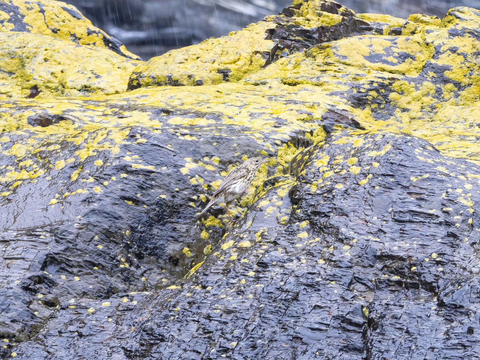 Click image for larger version  Name:	_C232457-2-d.jpg Views:	0 Size:	629.4 KB ID:	989505