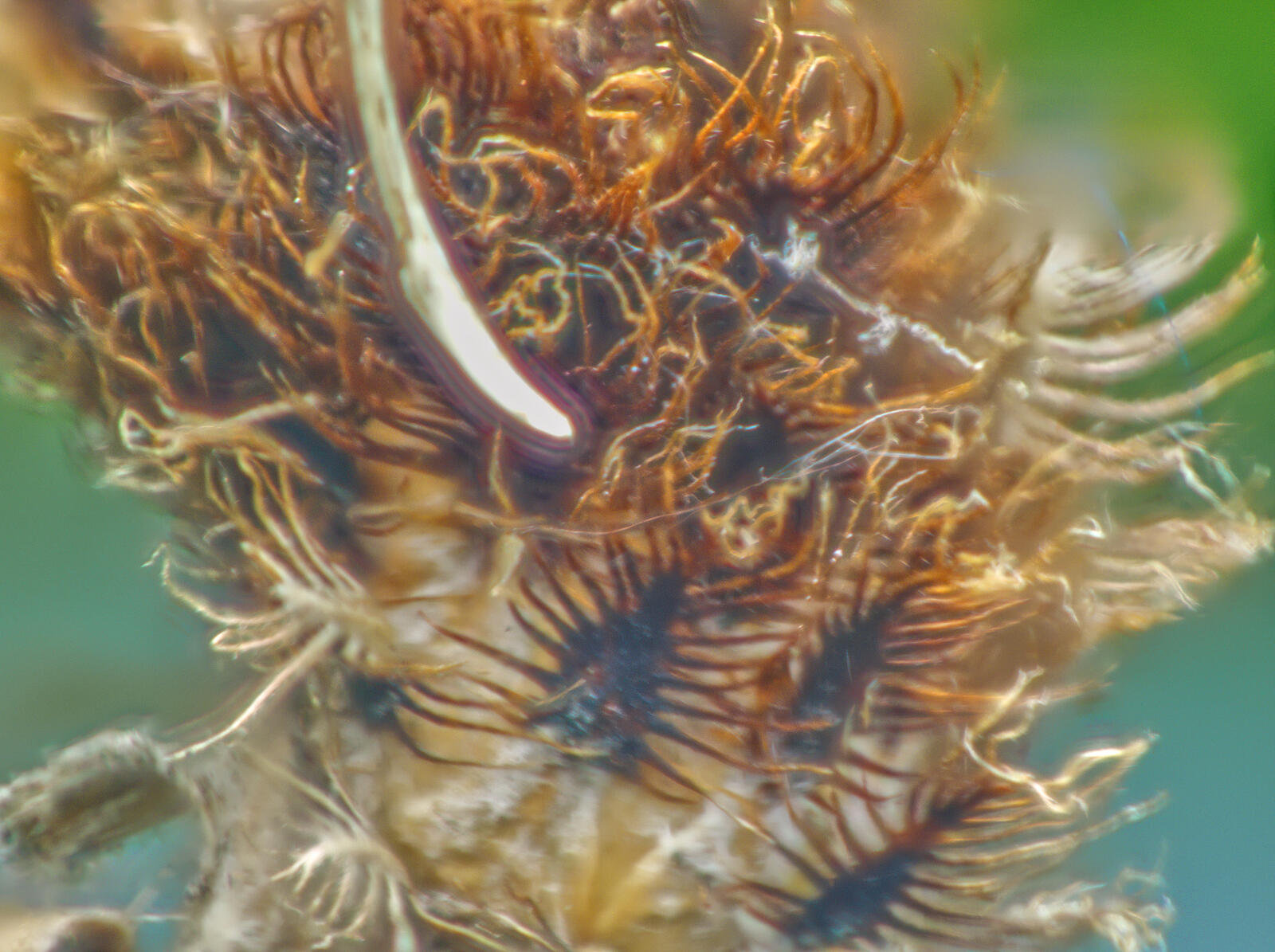 Click image for larger version  Name:	Scabiosa burr. Jupiter. HSL sharpened.jpg Views:	0 Size:	254.4 KB ID:	989910