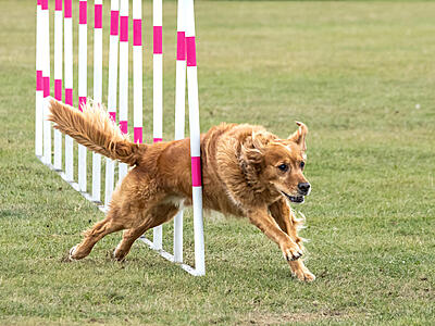 Click image for larger version

Name:	Web_2024-08-25_Agility-8254963.jpg
Views:	67
Size:	372.7 KB
ID:	990049