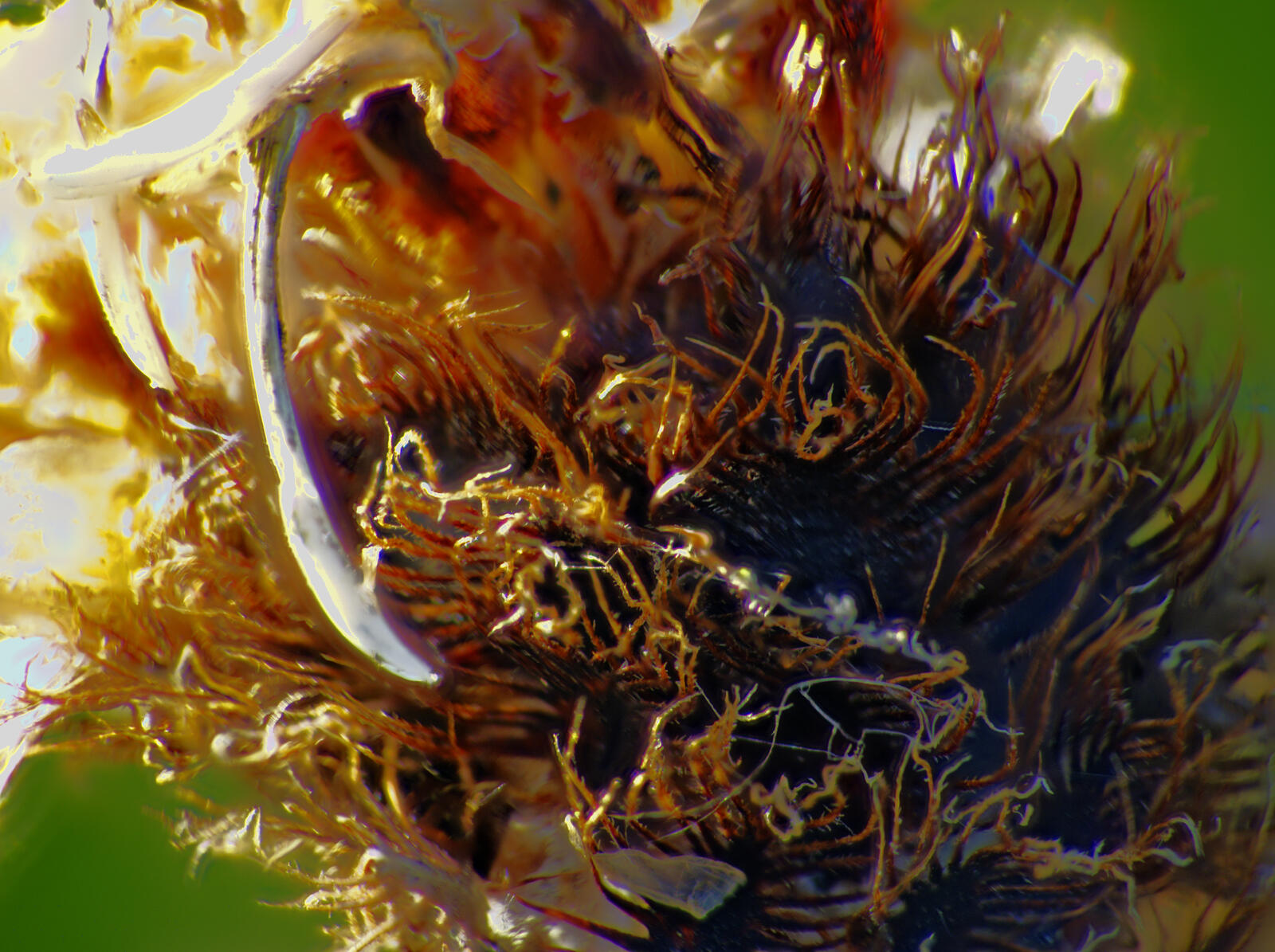 Click image for larger version

Name:	Radford Orchard, Dried Scabious burr 2.jpg
Views:	54
Size:	323.3 KB
ID:	990080