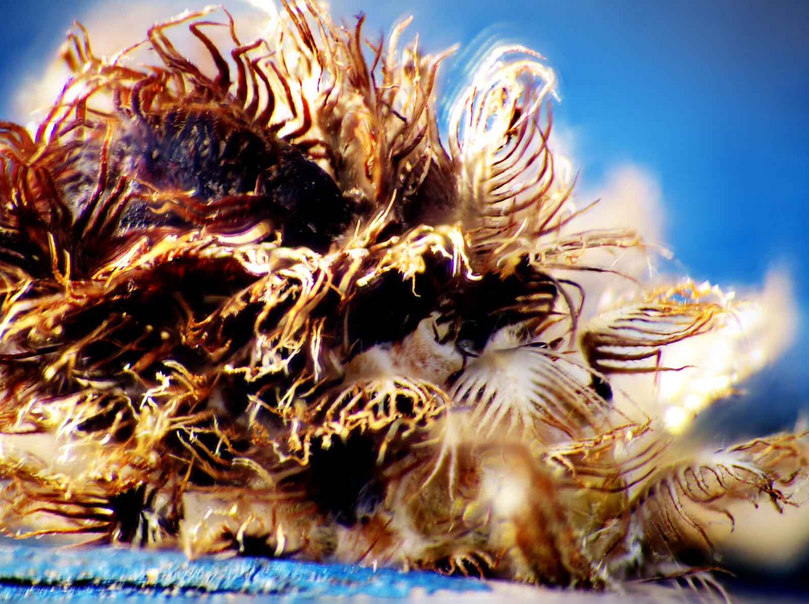 Click image for larger version

Name:	Radford Orchard, Dried Scabious burr 1.jpg
Views:	37
Size:	379.7 KB
ID:	990081