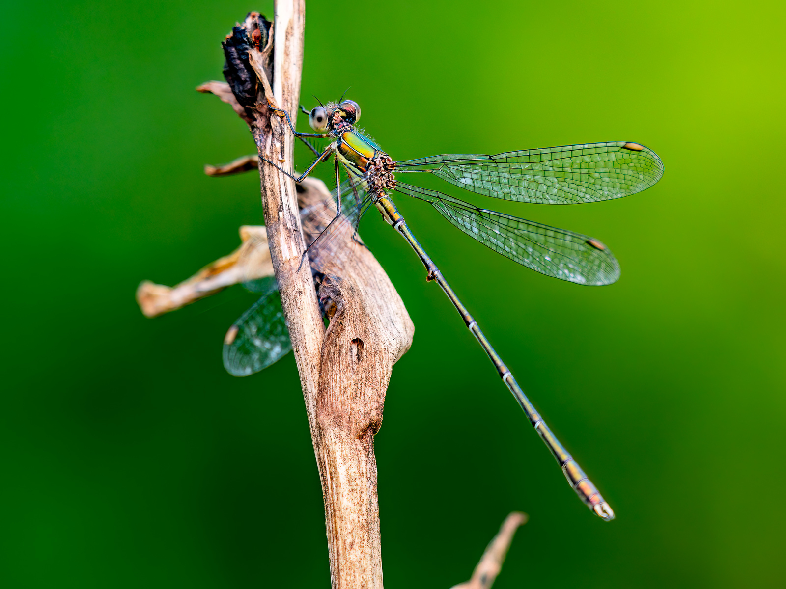 Click image for larger version

Name:	_9020010-Edit-Edit.jpg
Views:	366
Size:	763.6 KB
ID:	991075