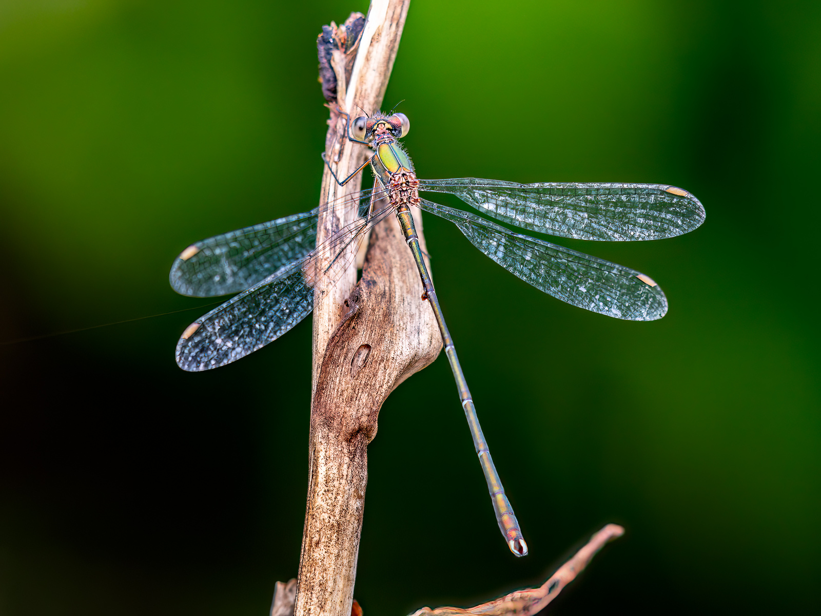 Click image for larger version

Name:	_9020011-Edit-Edit.jpg
Views:	71
Size:	803.9 KB
ID:	991076