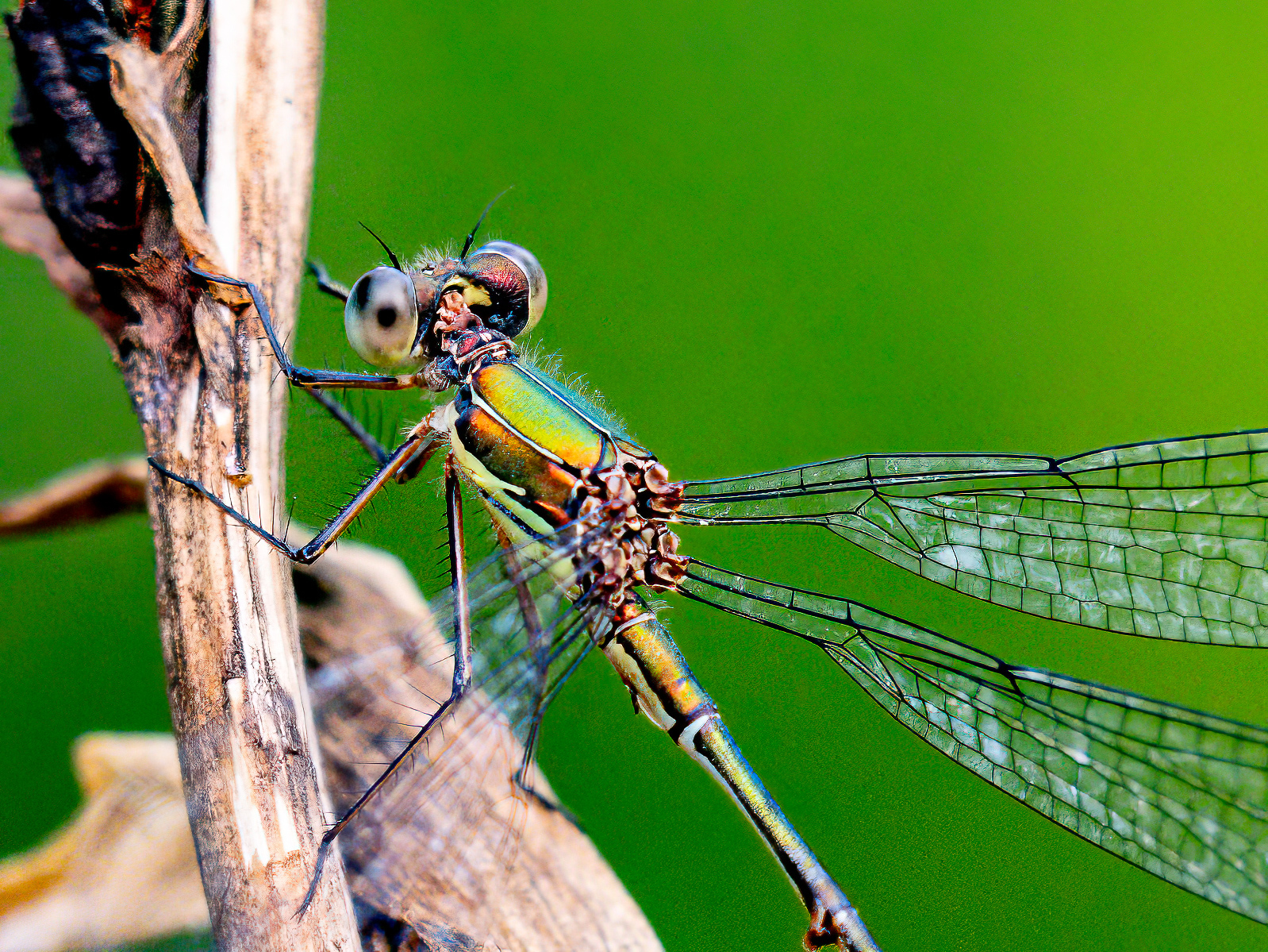 Click image for larger version

Name:	_9020010-Edit-2-Edit.jpg
Views:	79
Size:	1.93 MB
ID:	991084