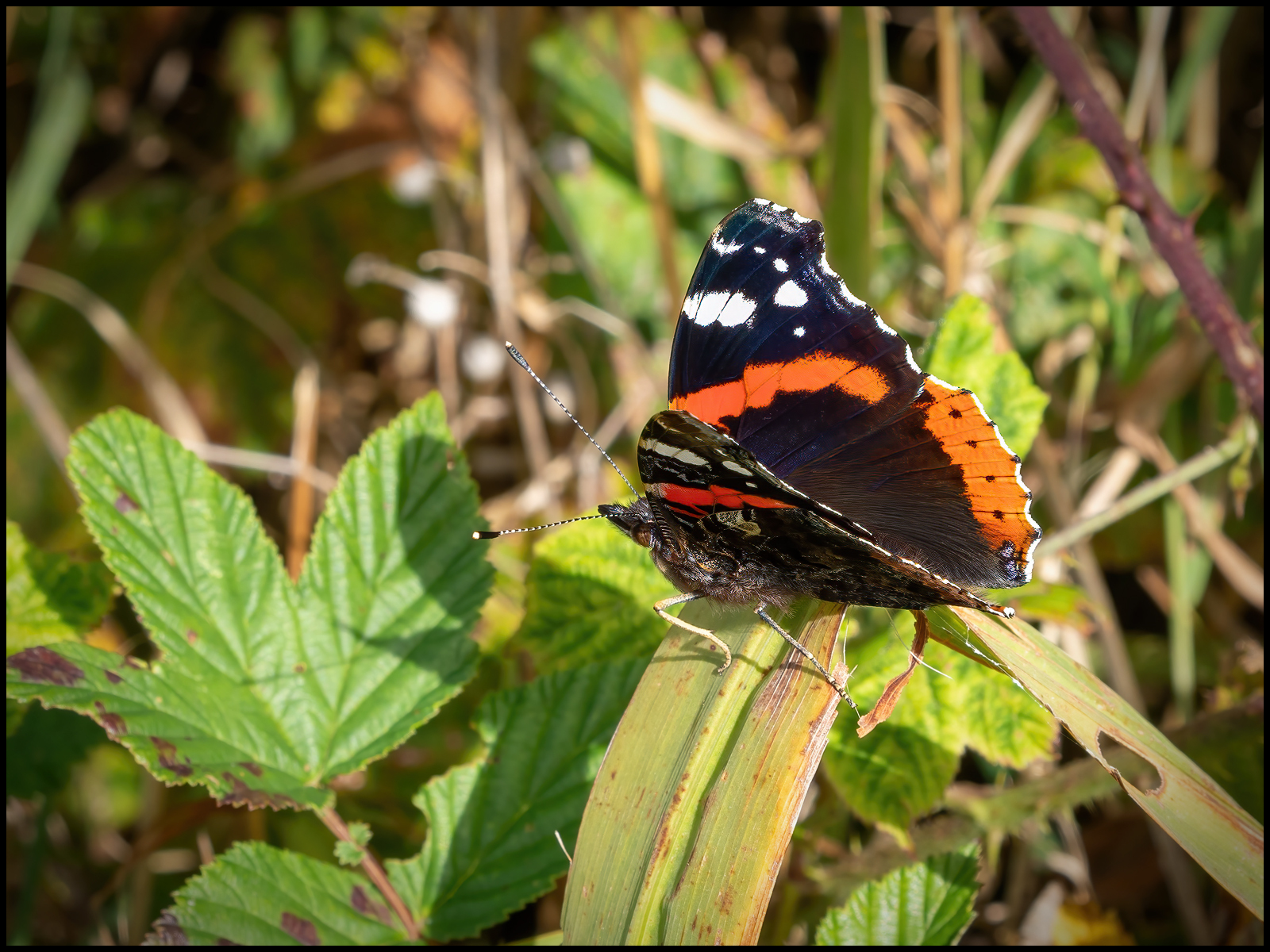 Click image for larger version

Name:	P9030009-RS.jpg
Views:	347
Size:	1.16 MB
ID:	991293