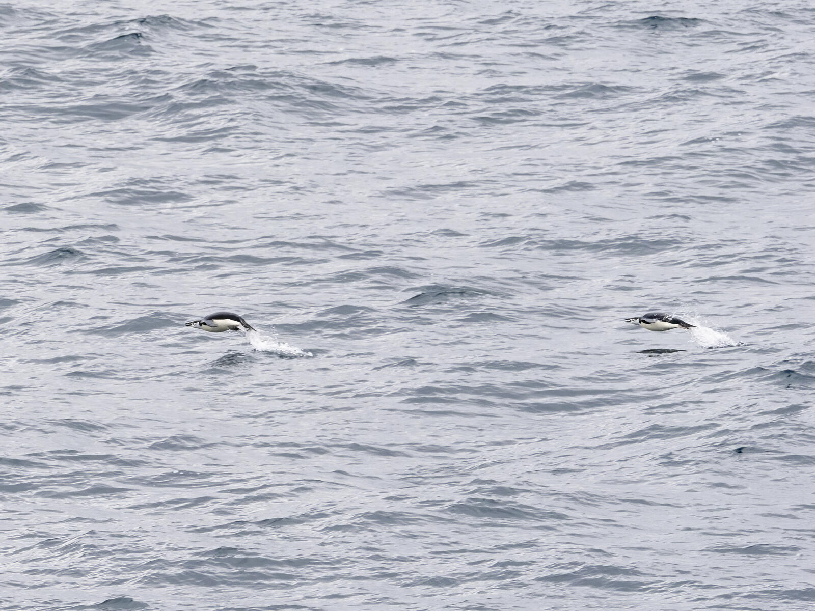 Click image for larger version

Name:	_C273909-d.jpg
Views:	58
Size:	315.3 KB
ID:	991539