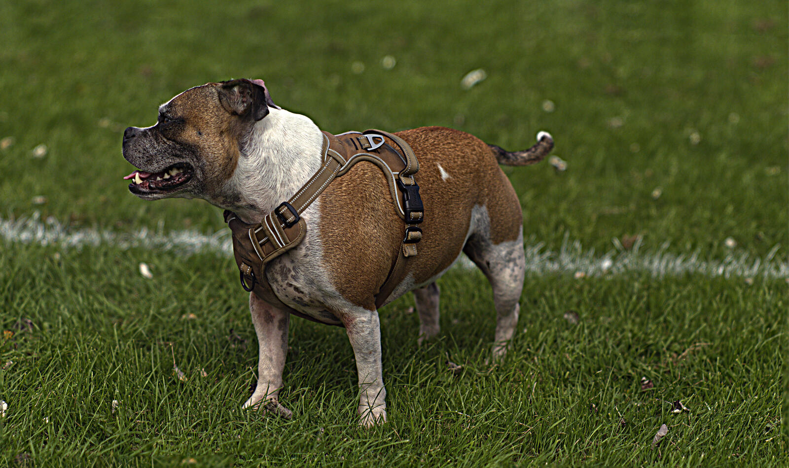 Click image for larger version

Name:	Bolo. Elburton Rugby field.jpg
Views:	47
Size:	328.8 KB
ID:	991647