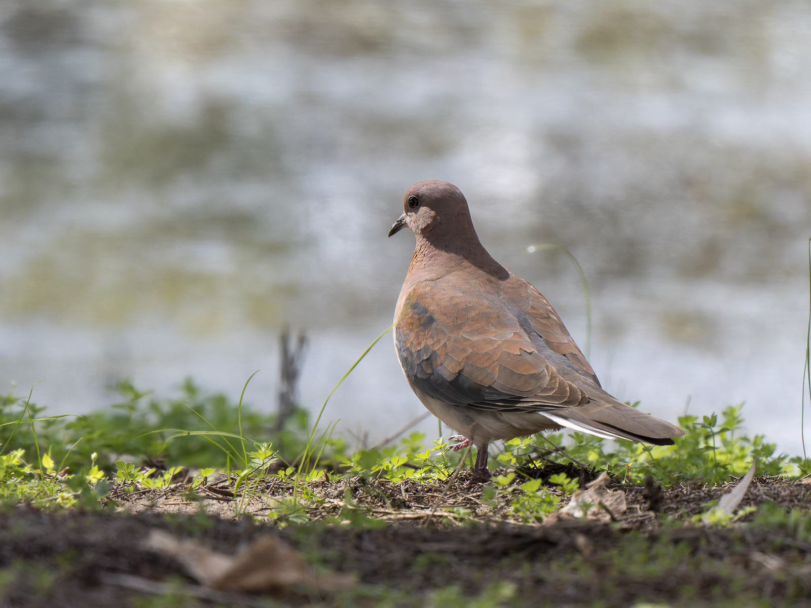 Click image for larger version

Name:	post-4.jpg
Views:	54
Size:	1.08 MB
ID:	992298