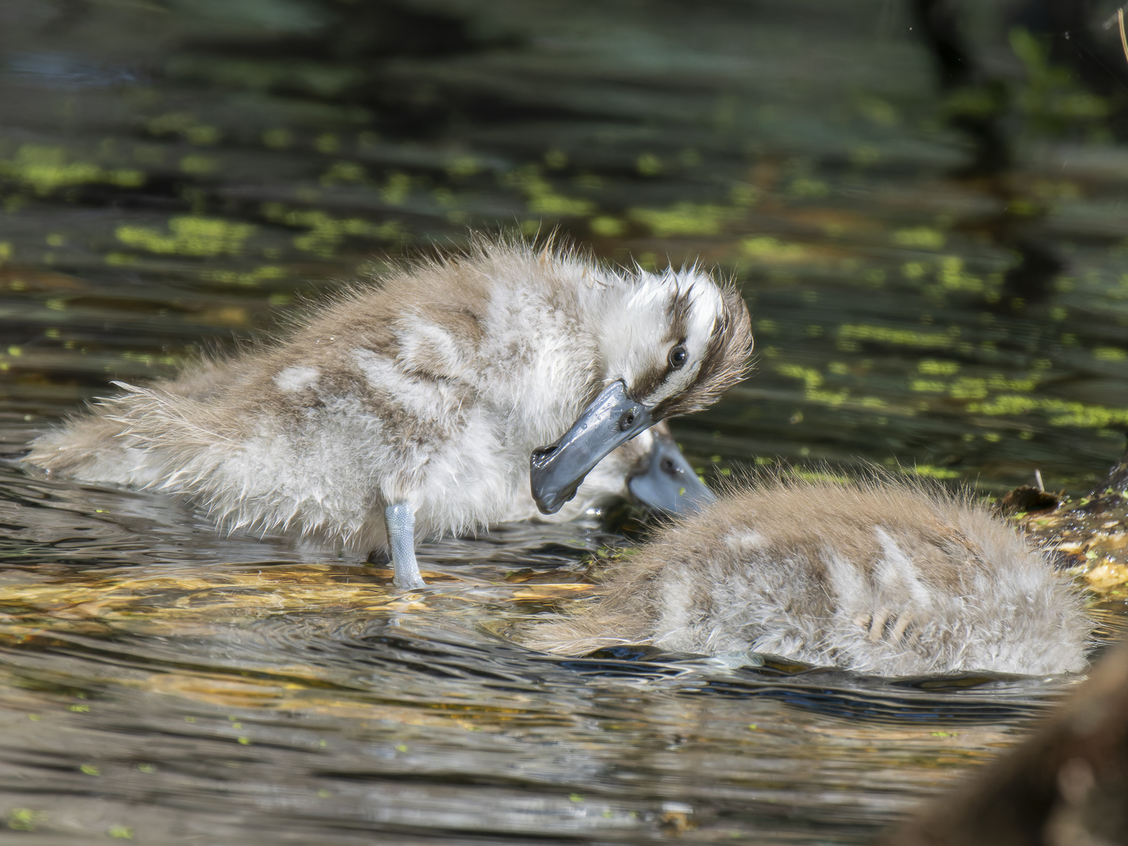 Click image for larger version

Name:	post-3.jpg
Views:	55
Size:	1.23 MB
ID:	992300