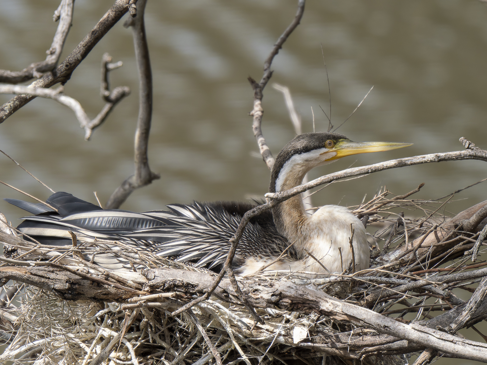 Click image for larger version

Name:	post-8.jpg
Views:	52
Size:	1.64 MB
ID:	992301