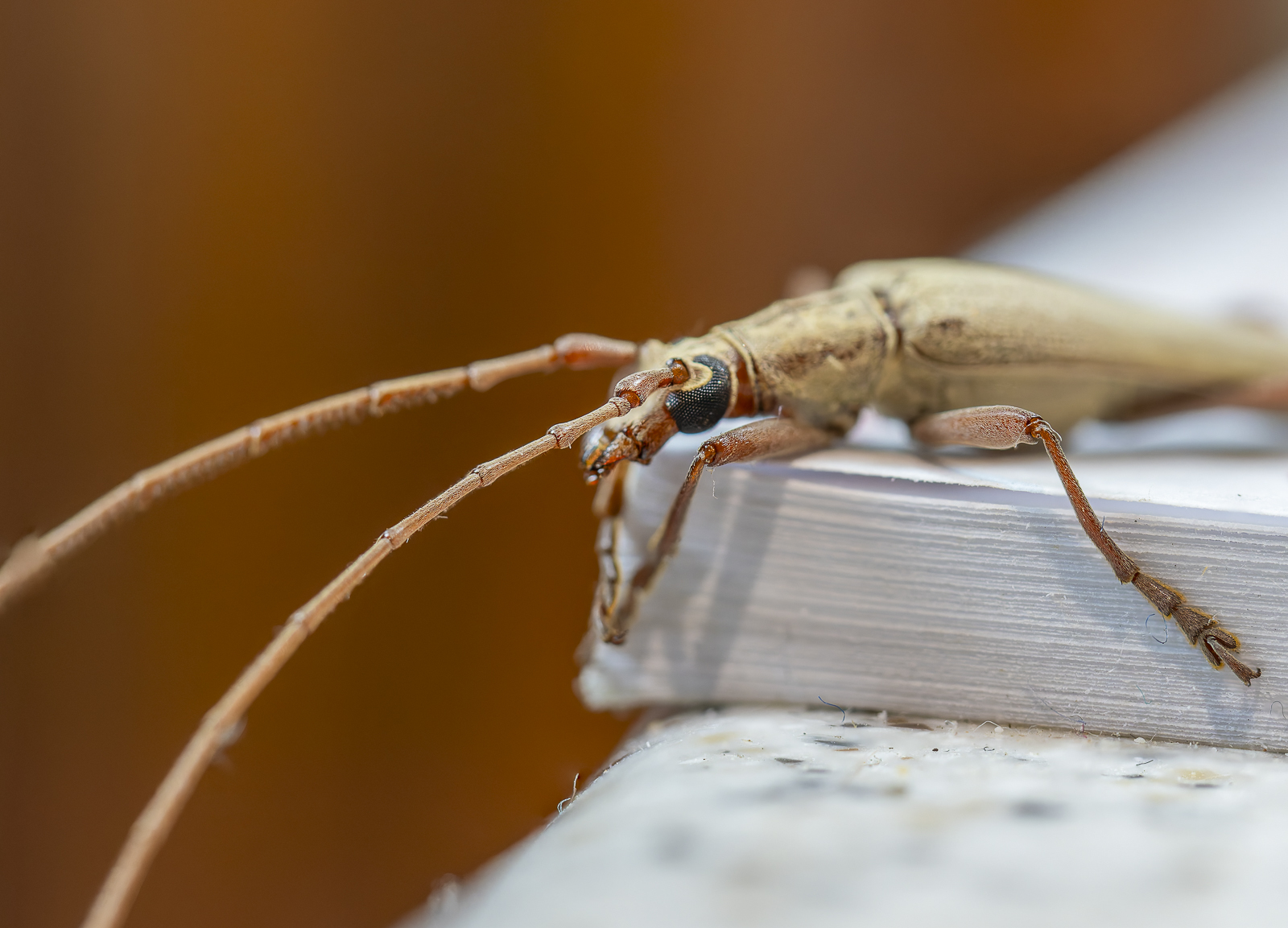 Click image for larger version

Name:	bug-3.jpg
Views:	55
Size:	816.7 KB
ID:	992718