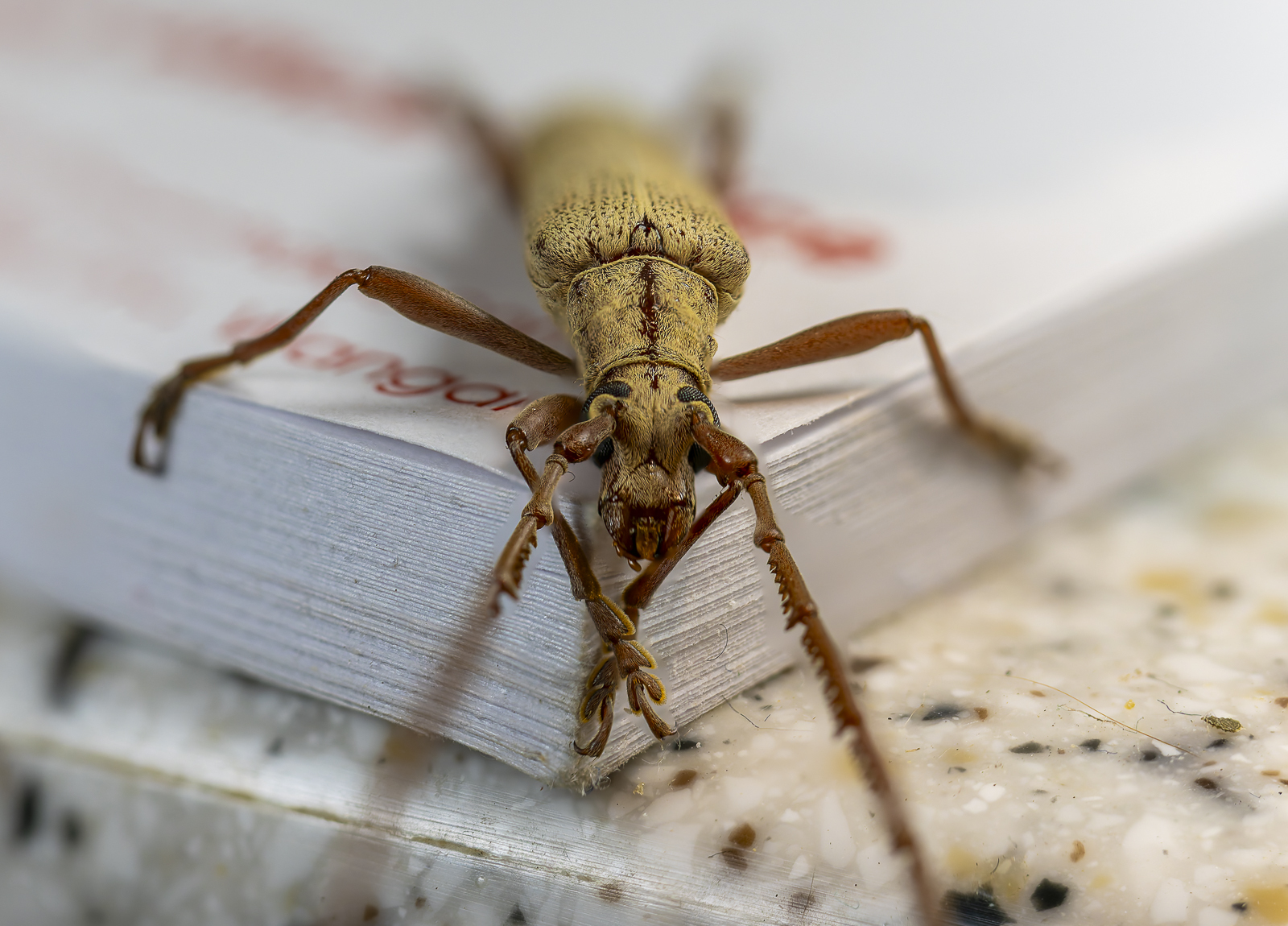 Click image for larger version

Name:	bug-2.jpg
Views:	65
Size:	994.8 KB
ID:	992719