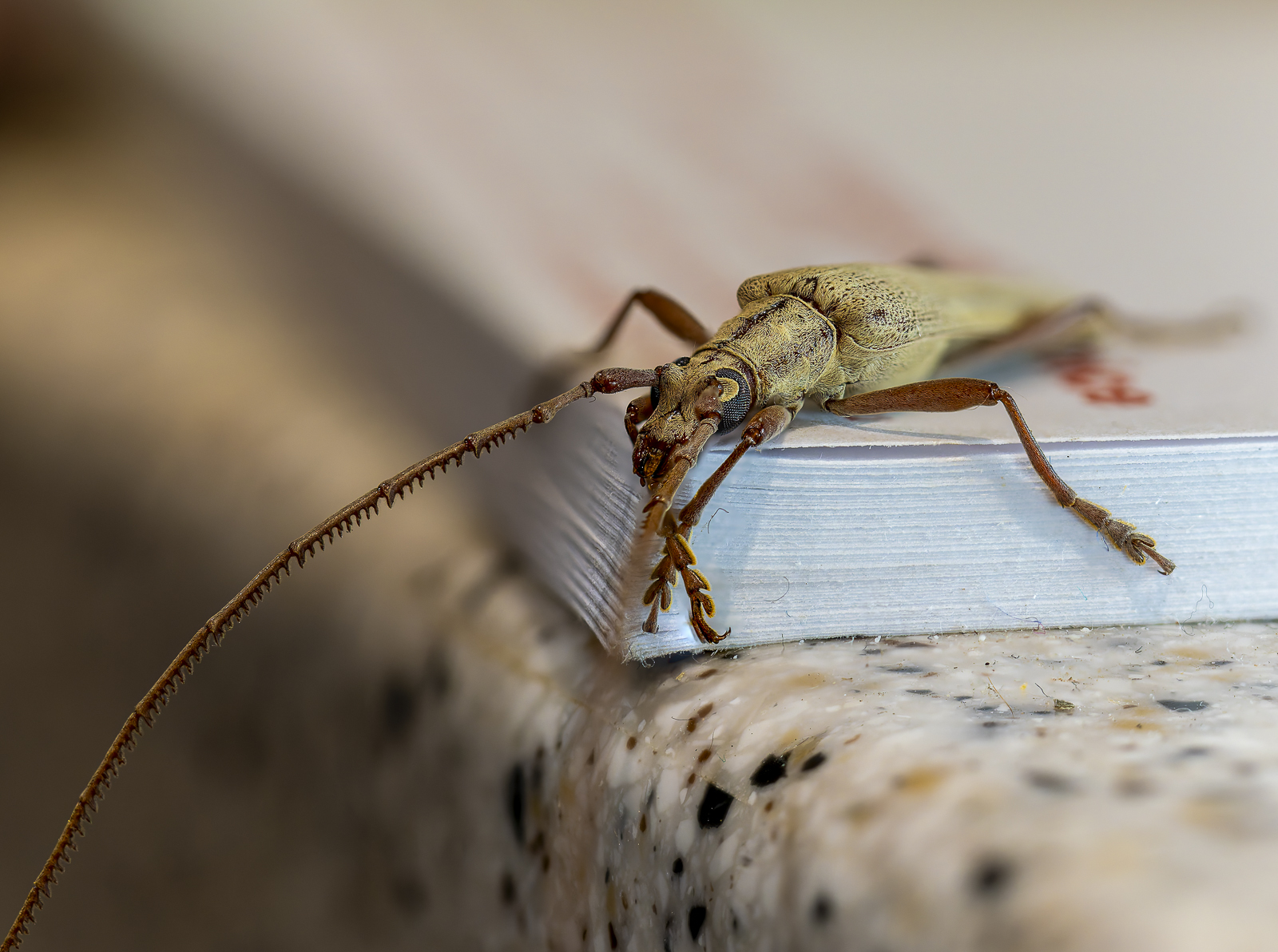 Click image for larger version

Name:	bug-4.jpg
Views:	60
Size:	985.3 KB
ID:	992720