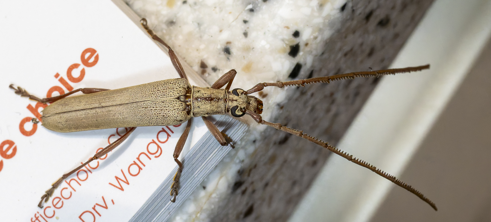 Click image for larger version

Name:	bug-5.jpg
Views:	49
Size:	730.7 KB
ID:	992724