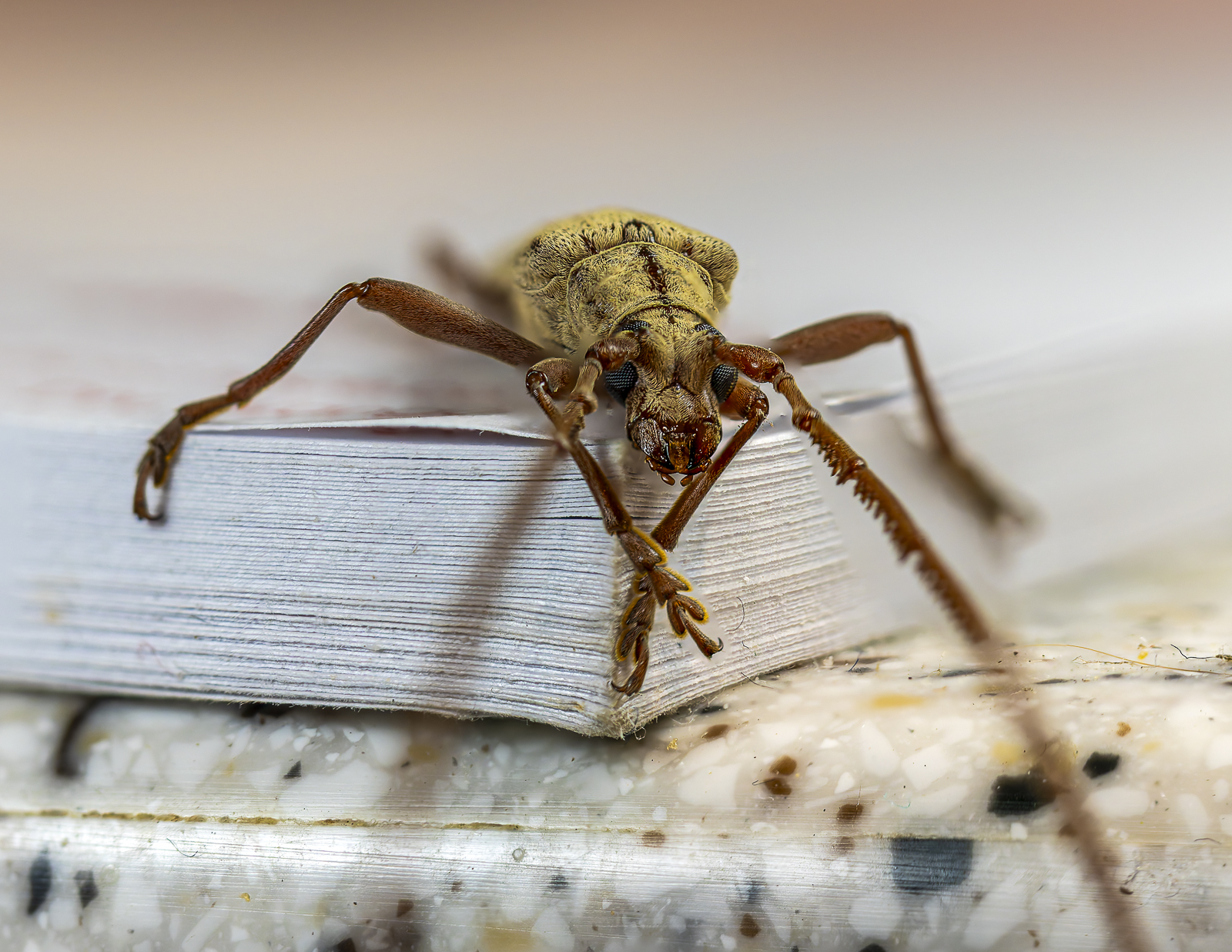 Click image for larger version

Name:	bug-1.jpg
Views:	61
Size:	1.26 MB
ID:	992721