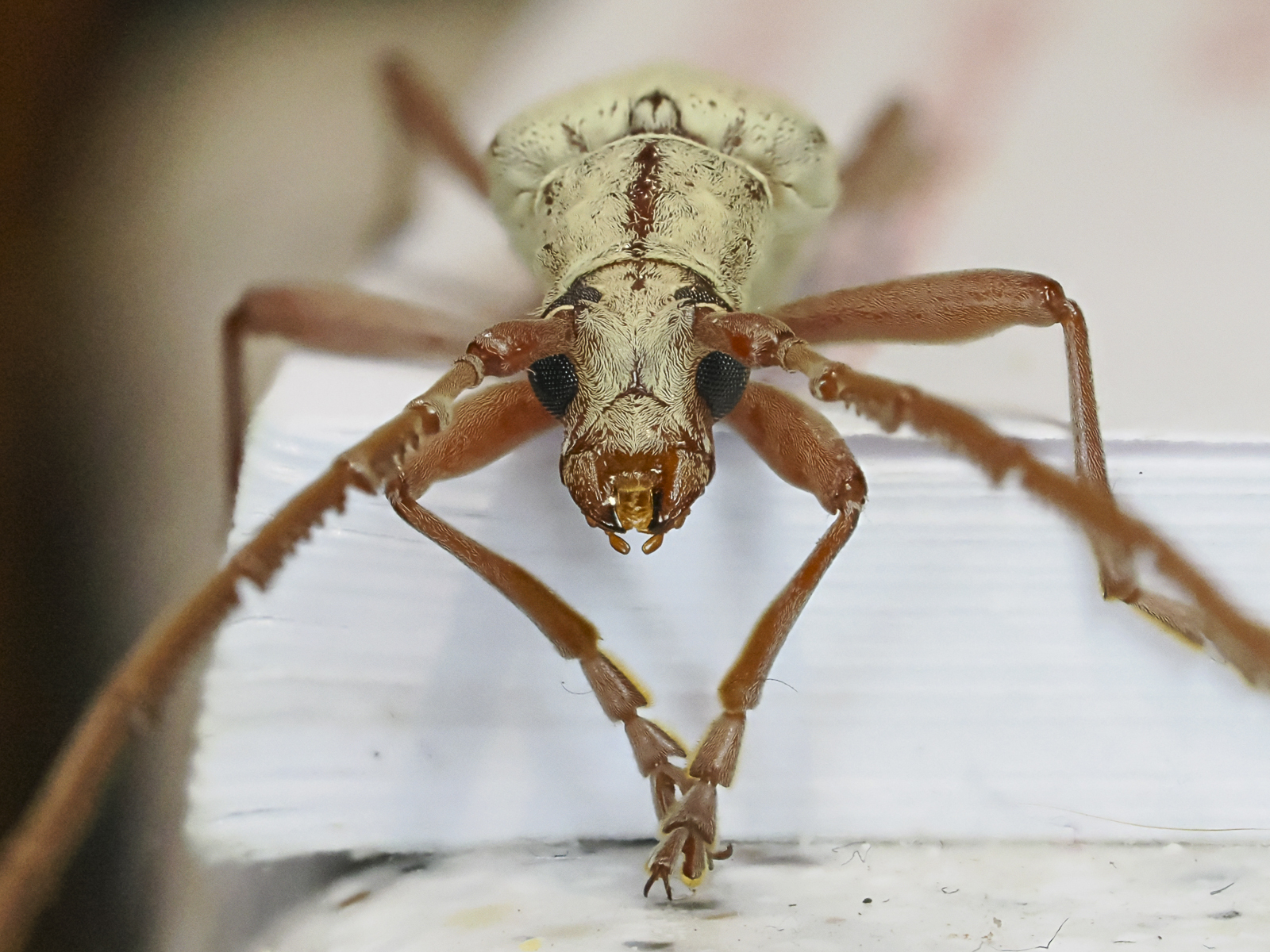 Click image for larger version

Name:	bug-7.jpg
Views:	55
Size:	1.24 MB
ID:	992722