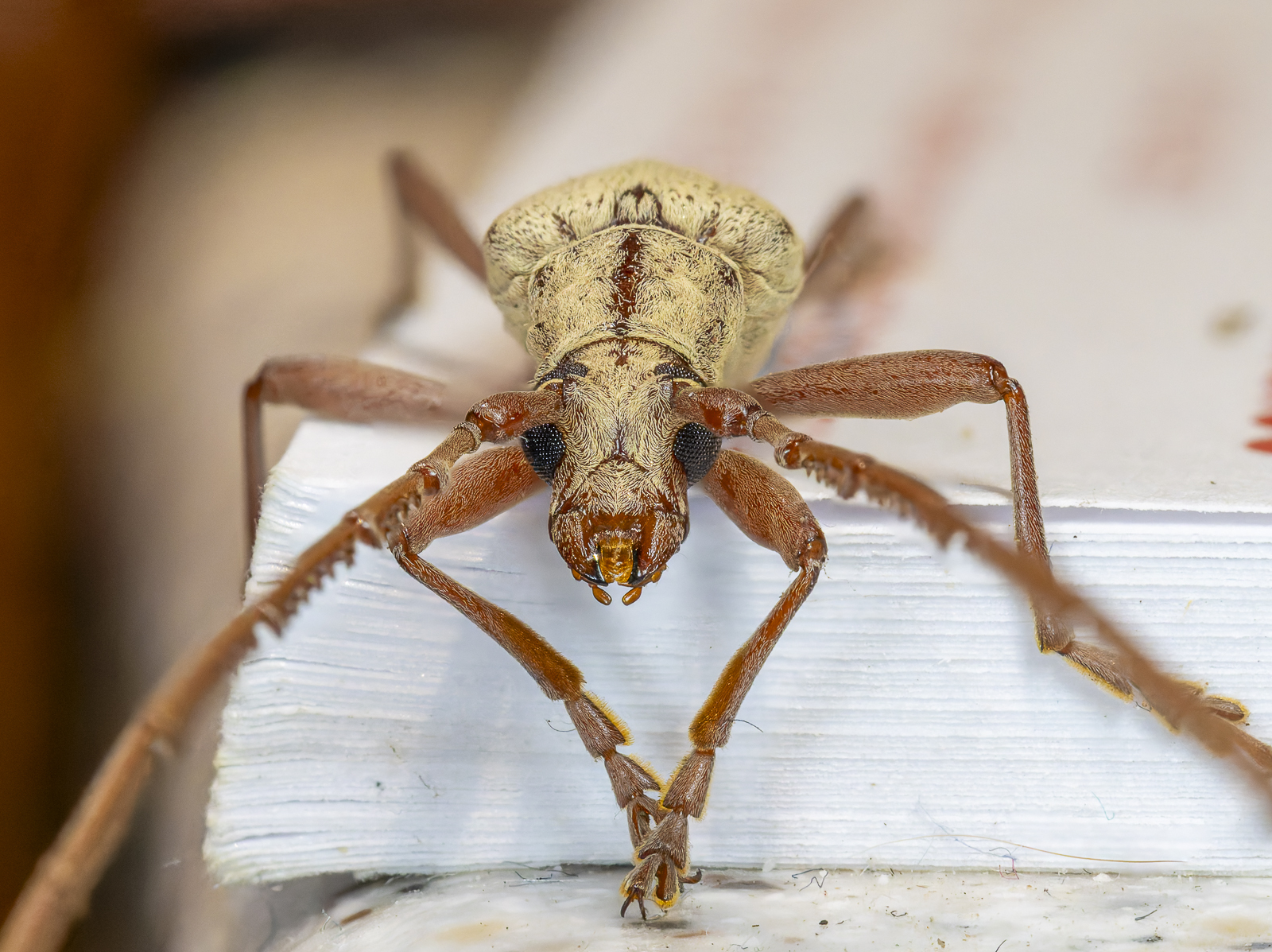 Click image for larger version

Name:	bug-6.jpg
Views:	51
Size:	1.26 MB
ID:	992723