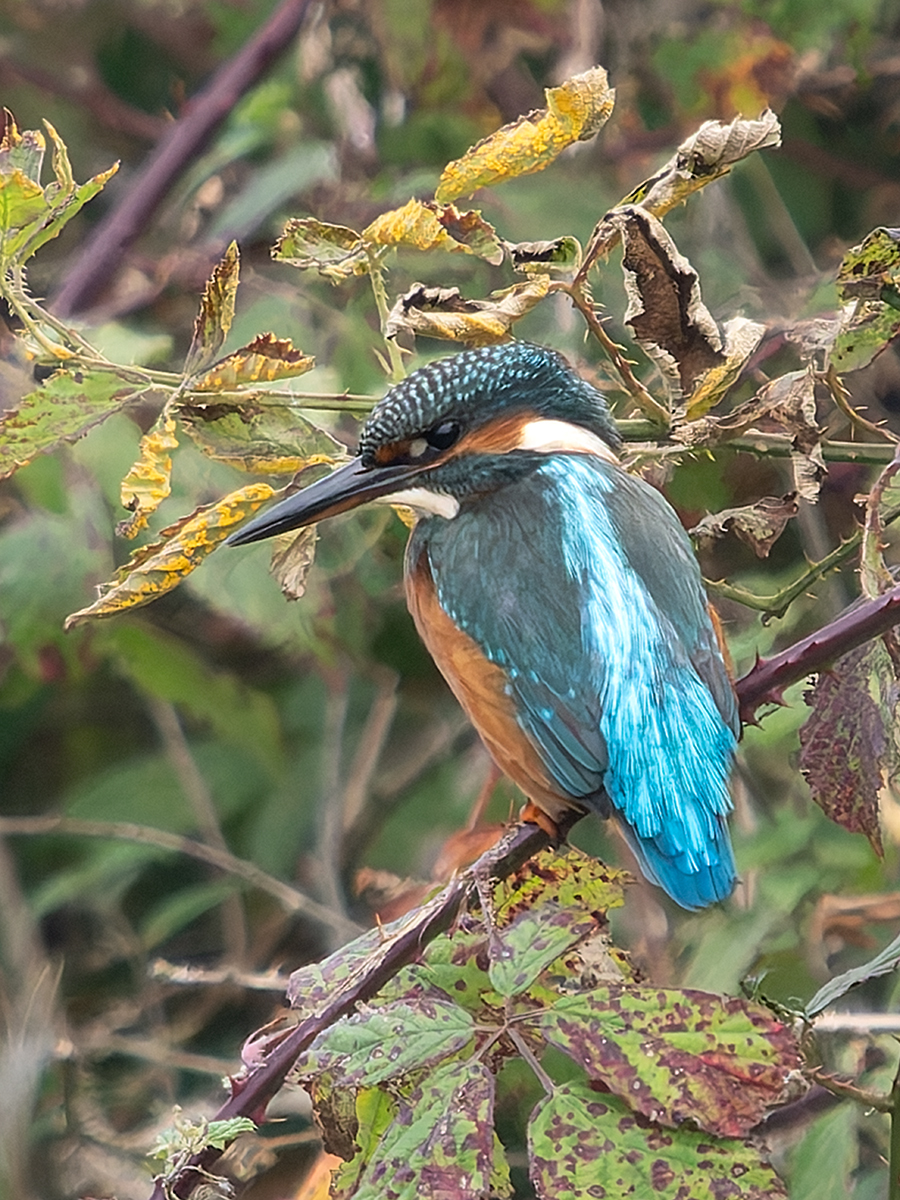 Click image for larger version

Name:	KIngfisher .1.jpg
Views:	240
Size:	935.7 KB
ID:	994353