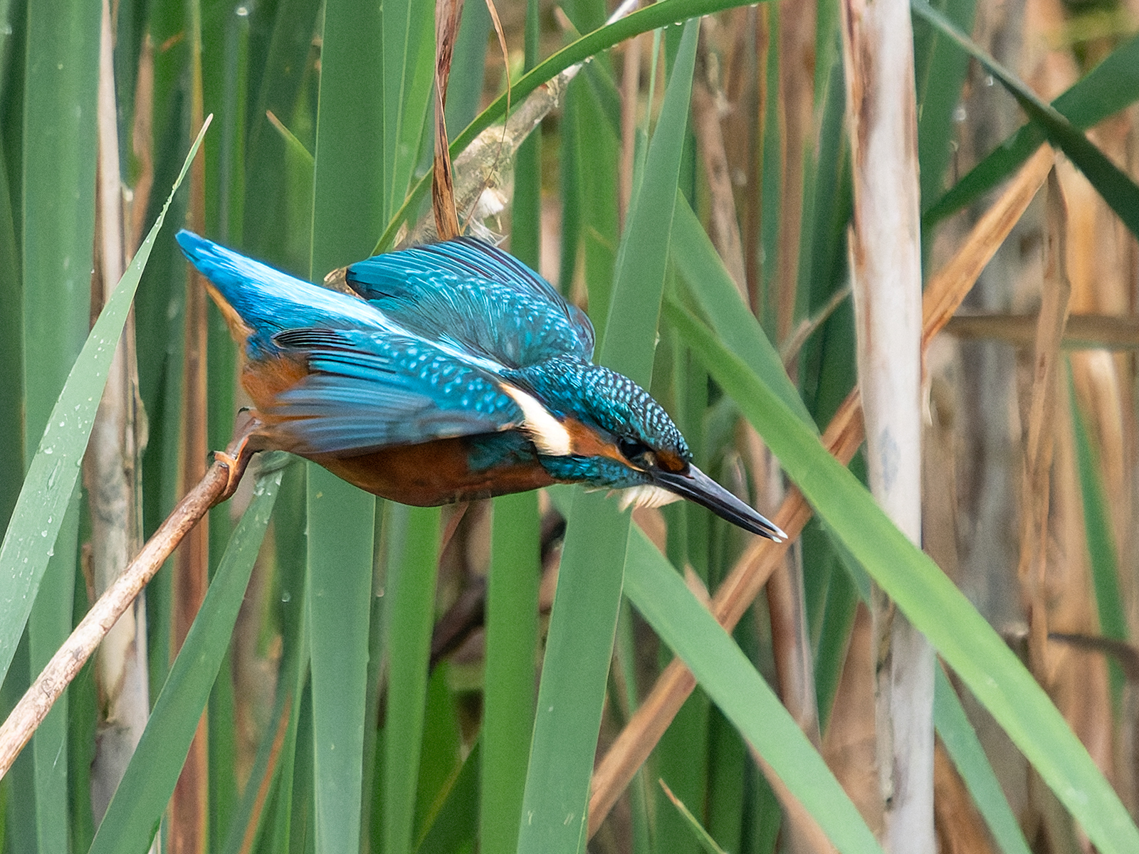 Click image for larger version

Name:	Kingfisher .1.jpg
Views:	50
Size:	1.55 MB
ID:	994354