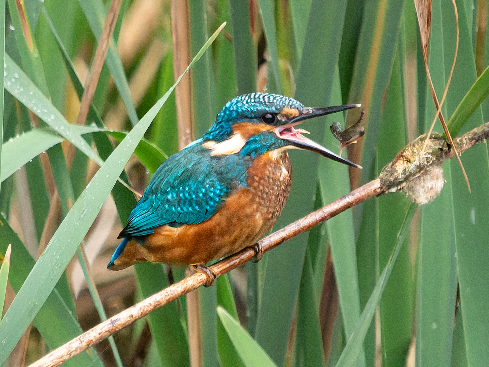 Click image for larger version

Name:	Kingfisher .2.jpg
Views:	51
Size:	1.58 MB
ID:	994355