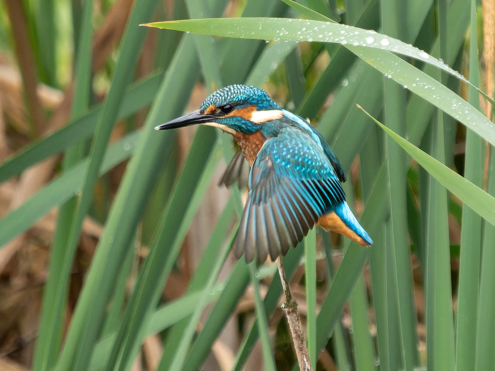 Click image for larger version

Name:	Kingfisher .3.jpg
Views:	53
Size:	1.30 MB
ID:	994356