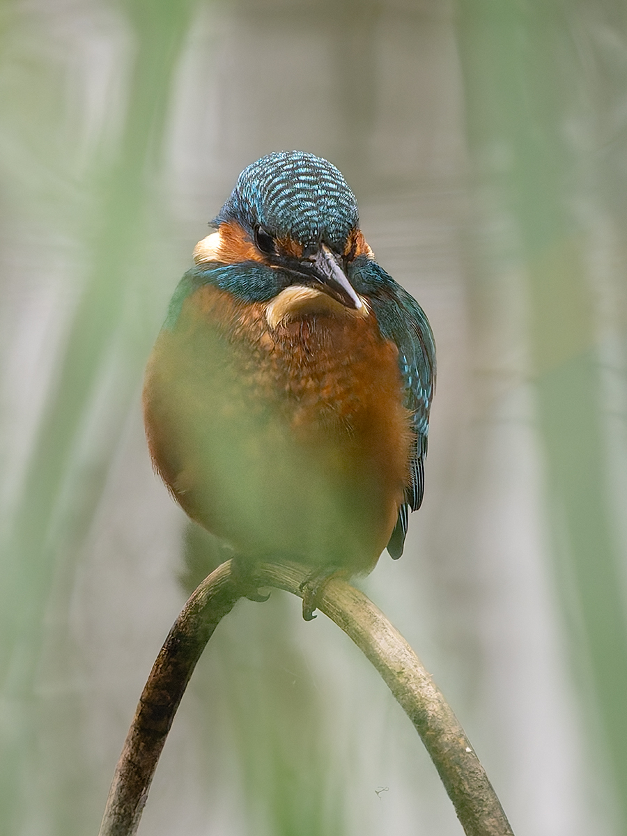 Click image for larger version

Name:	Kingfisher .1.jpg
Views:	55
Size:	610.4 KB
ID:	994357