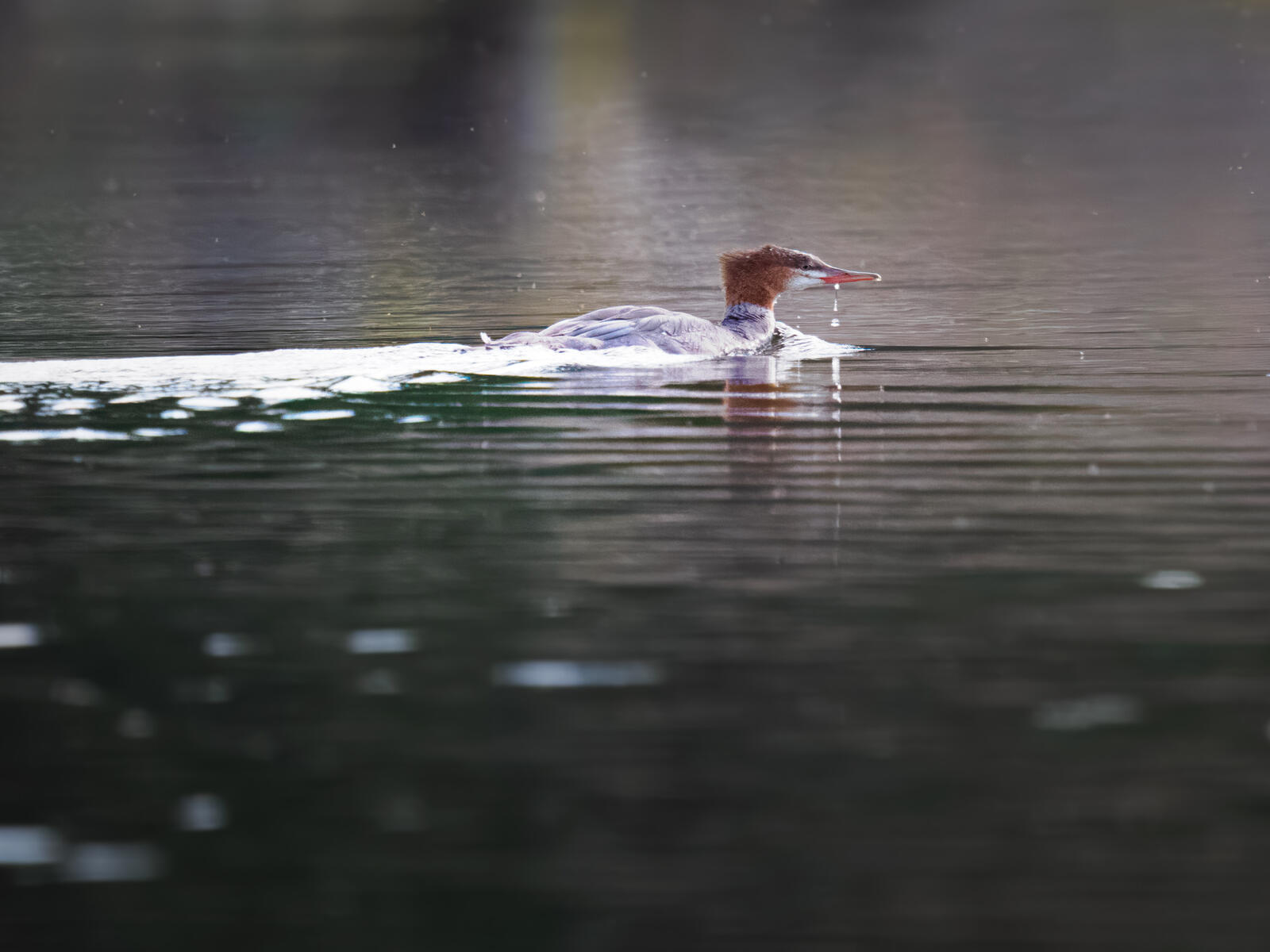 Click image for larger version  Name:	_9300668.jpg Views:	0 Size:	155.4 KB ID:	995757