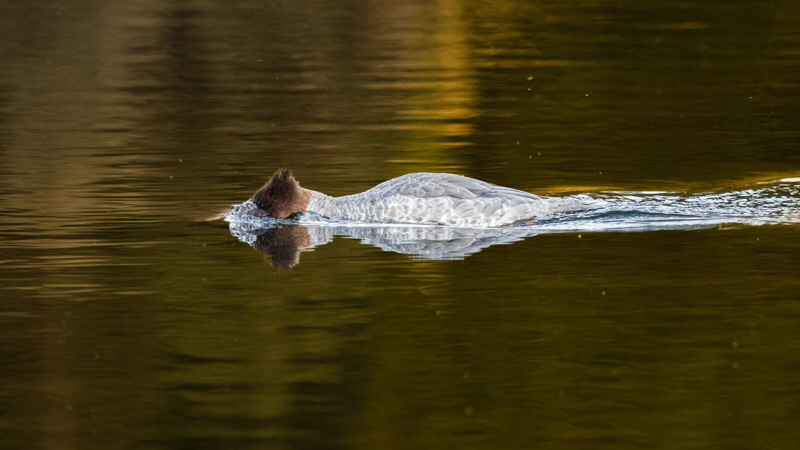 Click image for larger version  Name:	_9300747.jpg Views:	0 Size:	170.7 KB ID:	995758