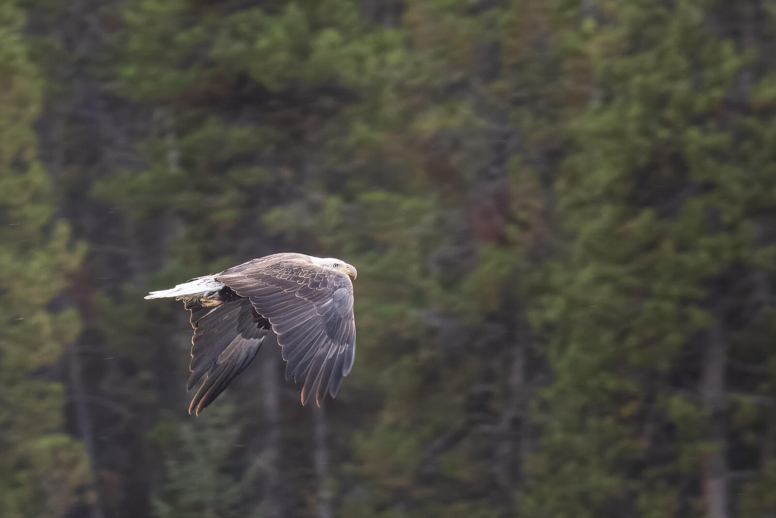 Click image for larger version  Name:	_9300831.jpg Views:	0 Size:	141.8 KB ID:	995760