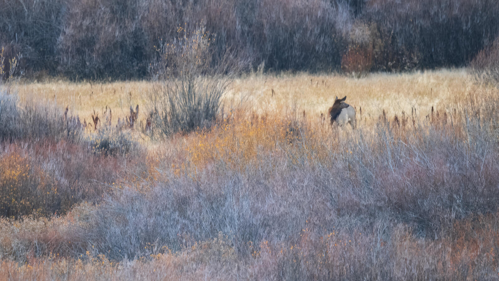 Click image for larger version  Name:	_9300877.jpg Views:	0 Size:	296.4 KB ID:	995761