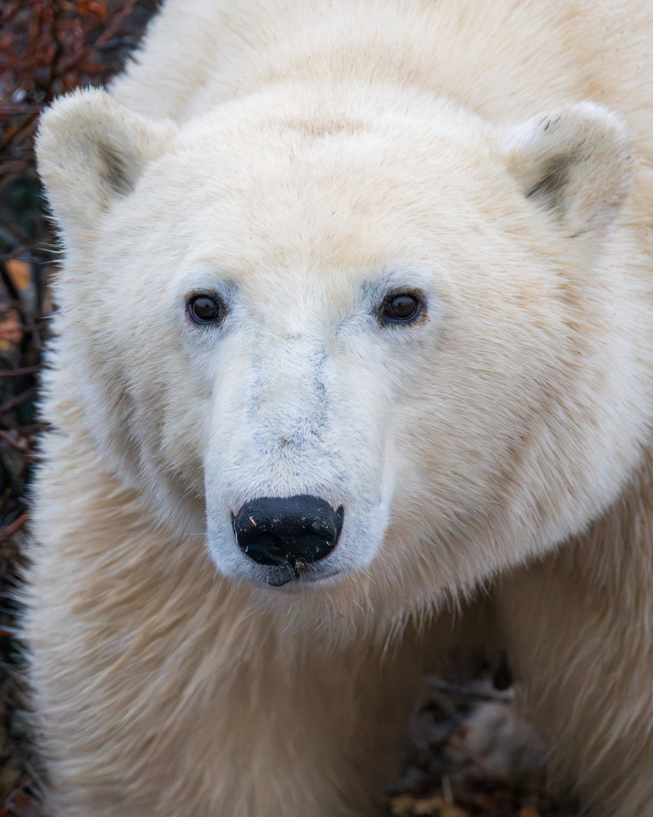 Click image for larger version

Name:	_A175409-Enhanced-NR.jpg
Views:	82
Size:	1,006.1 KB
ID:	997664