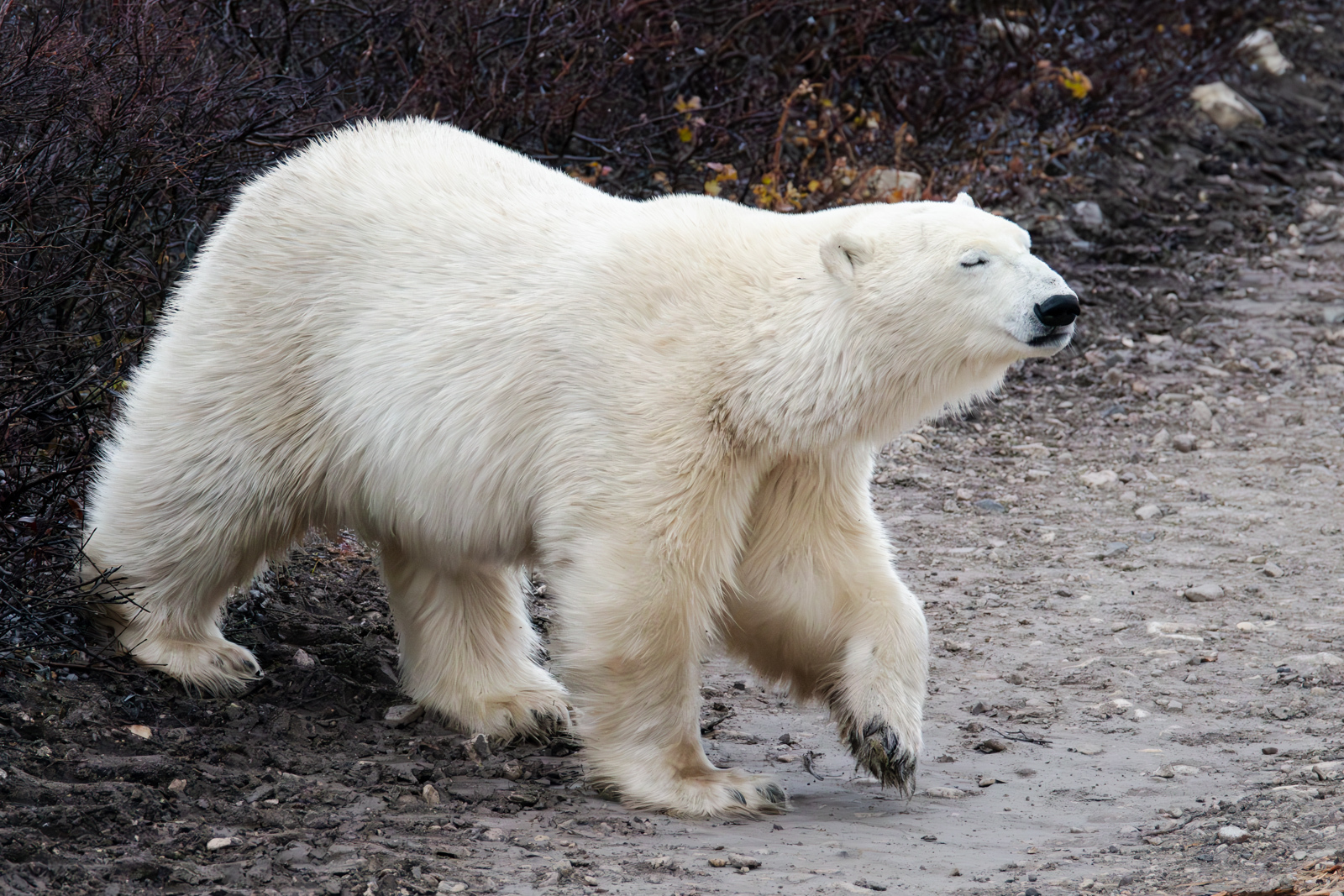 Click image for larger version

Name:	_A175468-Enhanced-NR.jpg
Views:	90
Size:	1.09 MB
ID:	997665