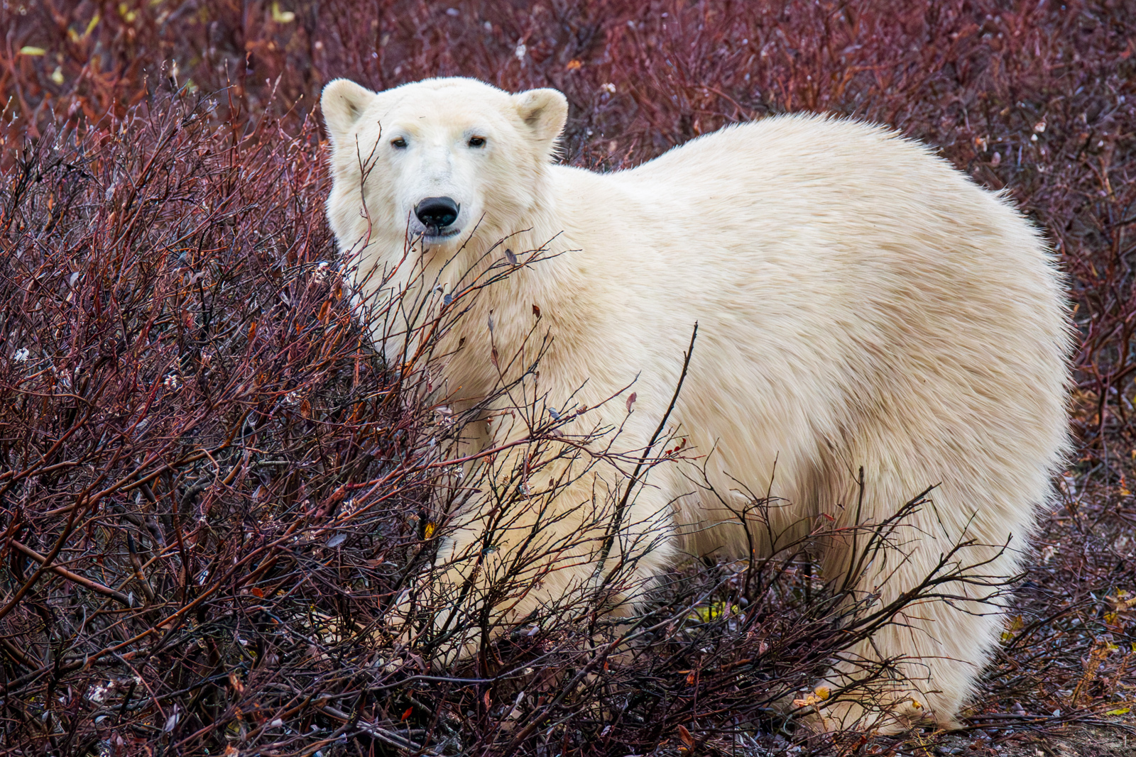 Click image for larger version

Name:	_A175457-Enhanced-NR.jpg
Views:	86
Size:	1.54 MB
ID:	997666