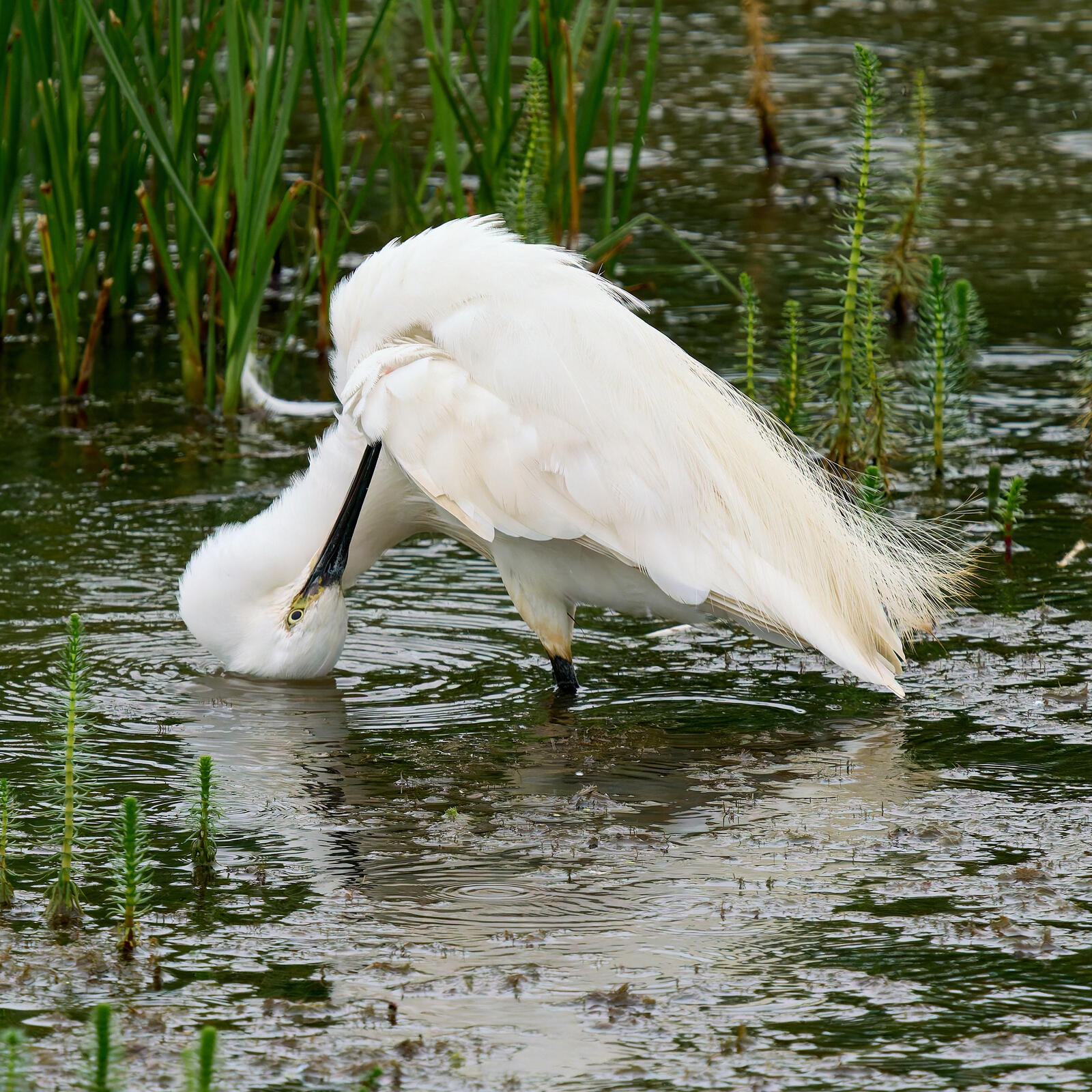 Click image for larger version

Name:	54110220843_60d6e4790d_o.jpg
Views:	394
Size:	551.3 KB
ID:	998850