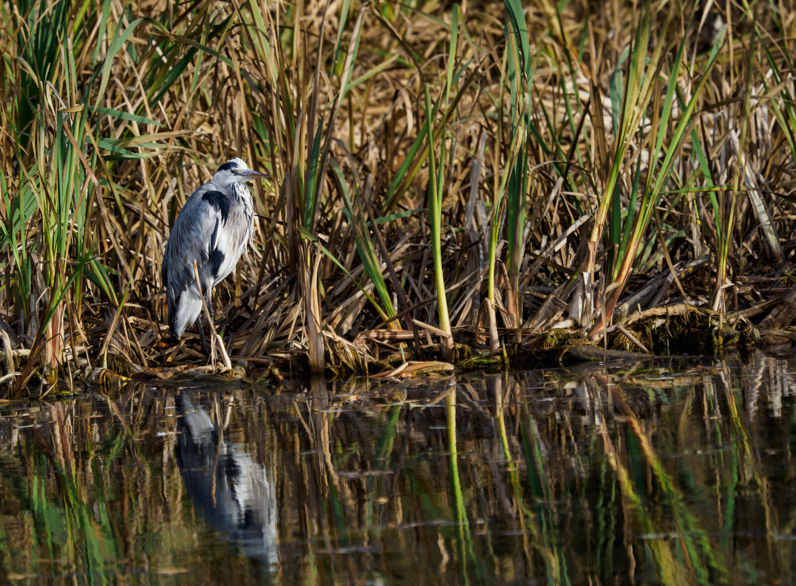 Click image for larger version

Name:	PB110047.jpg
Views:	302
Size:	464.7 KB
ID:	999872