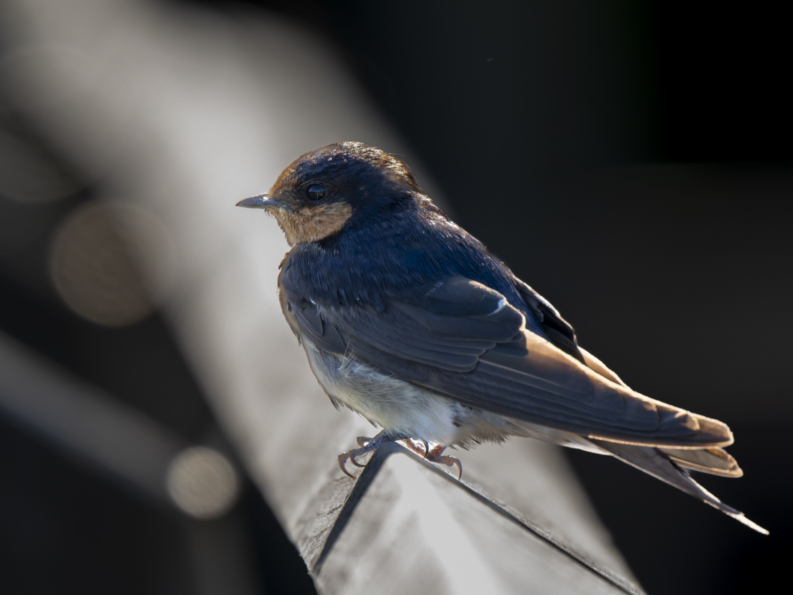 Click image for larger version

Name:	p-1.jpg
Views:	589
Size:	609.7 KB
ID:	1002344